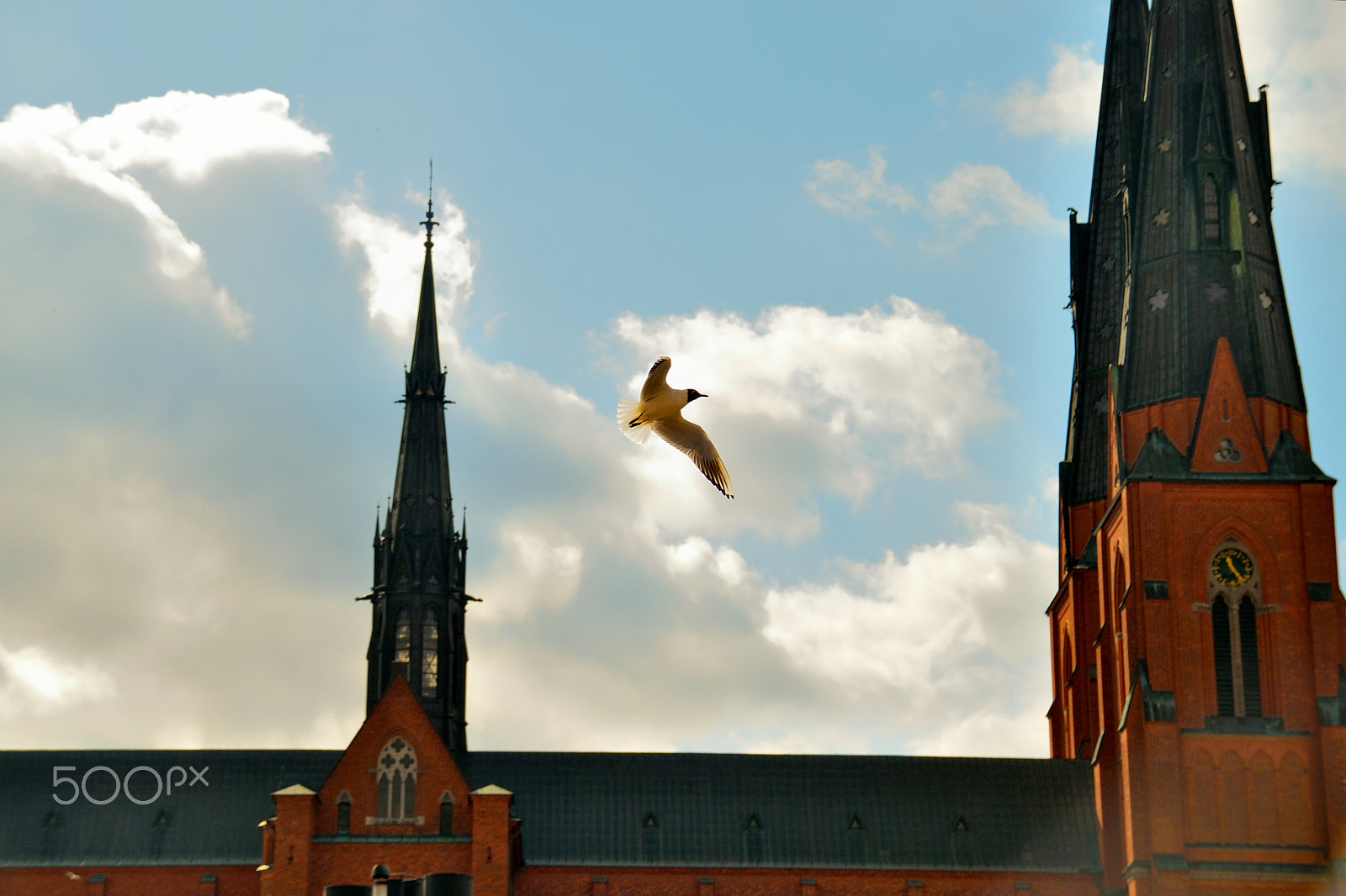 Sigma 18-200mm F3.5-6.3 DC OS HSM sample photo. Flying seagulls over the cathedral photography