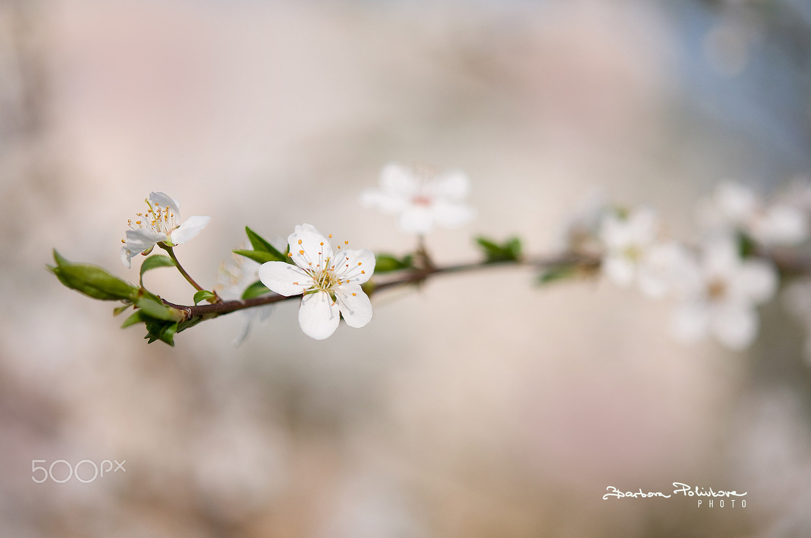 Nikon AF-S Micro-Nikkor 60mm F2.8G ED sample photo. Purity photography