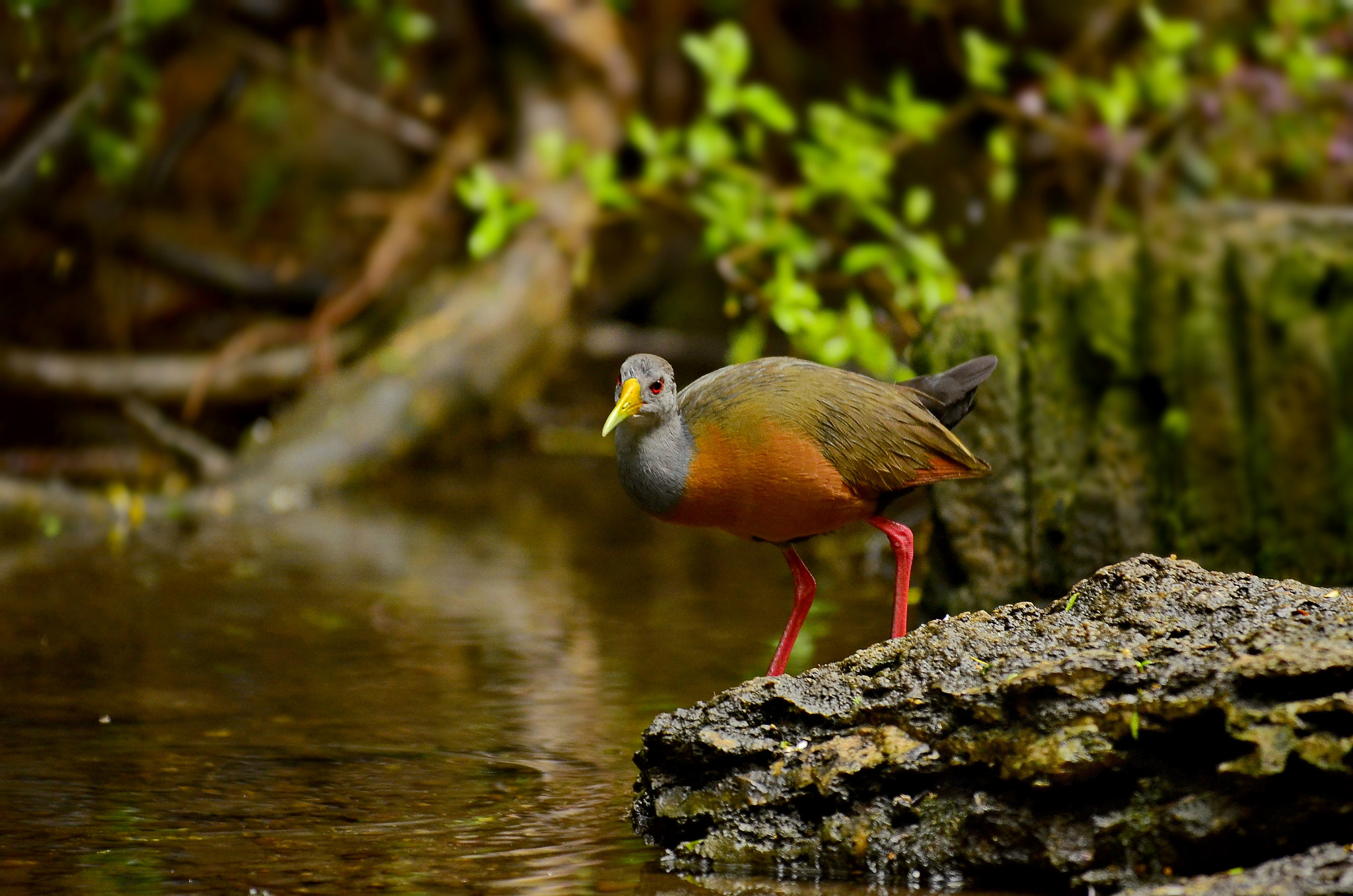 AF-S Zoom-Nikkor 80-200mm f/2.8D IF-ED sample photo. Ipacaa photography