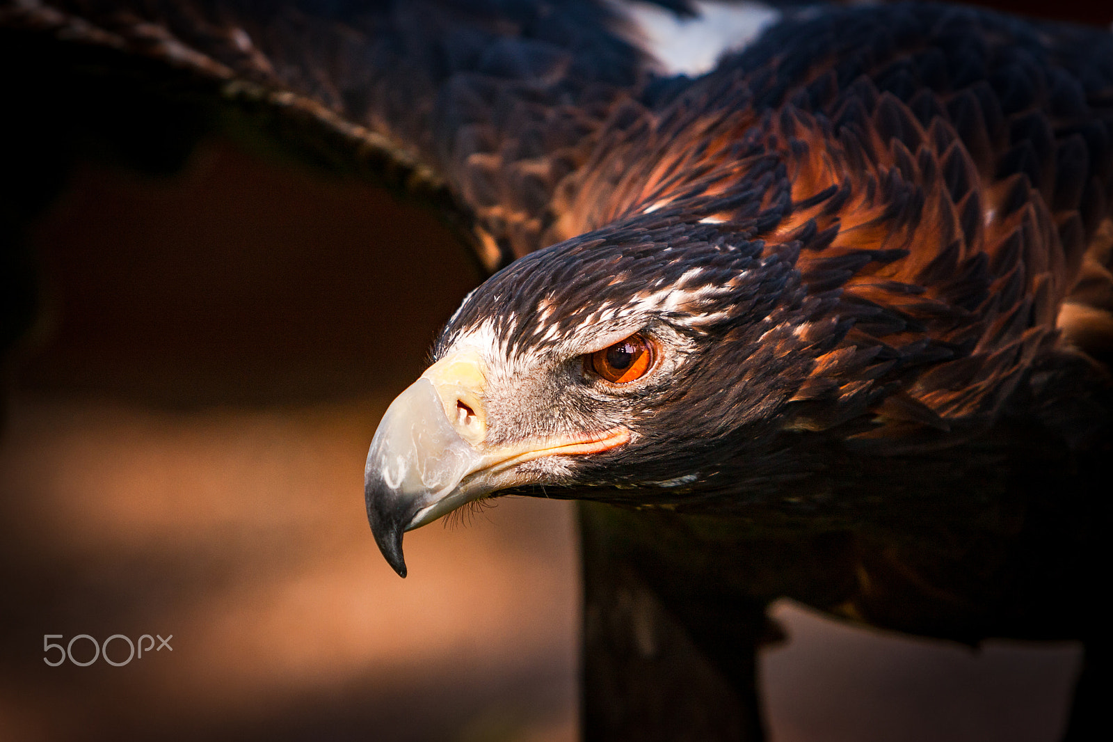 Canon EF 70-200mm F2.8L IS USM sample photo. Eagle-hawk photography
