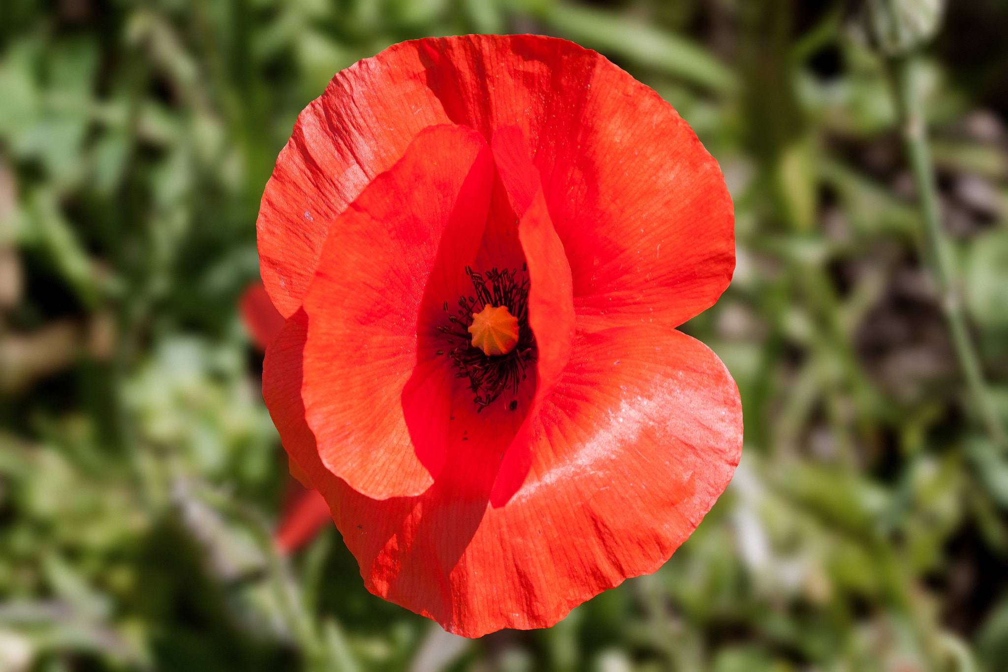 Canon EF-S 60mm F2.8 Macro USM sample photo. Rosella vermella photography