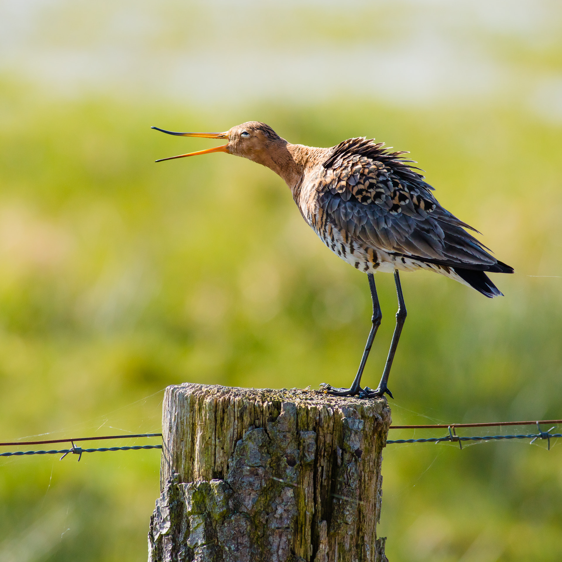 Canon EOS 5DS R + Canon EF 400mm F5.6L USM sample photo. Black-tailed godwit photography