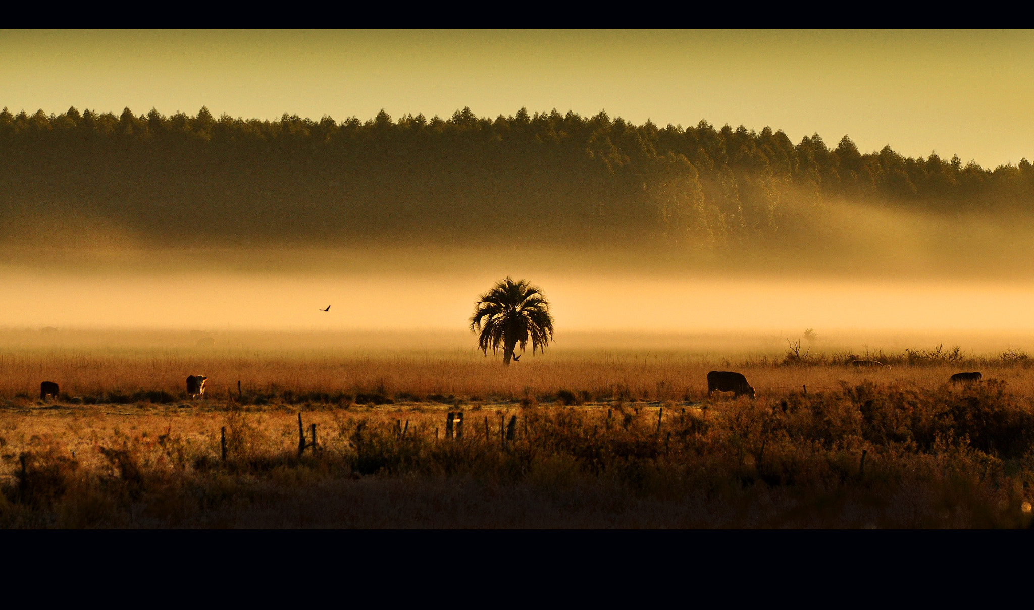AF-S Zoom-Nikkor 80-200mm f/2.8D IF-ED sample photo. Amanece photography