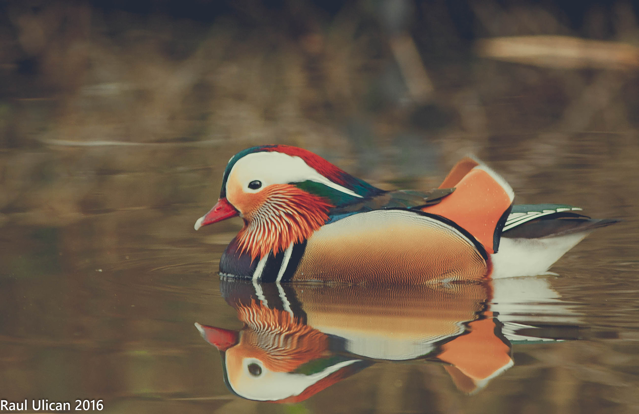 Canon EF 200mm F2.8L II USM sample photo. Mandarin duck photography