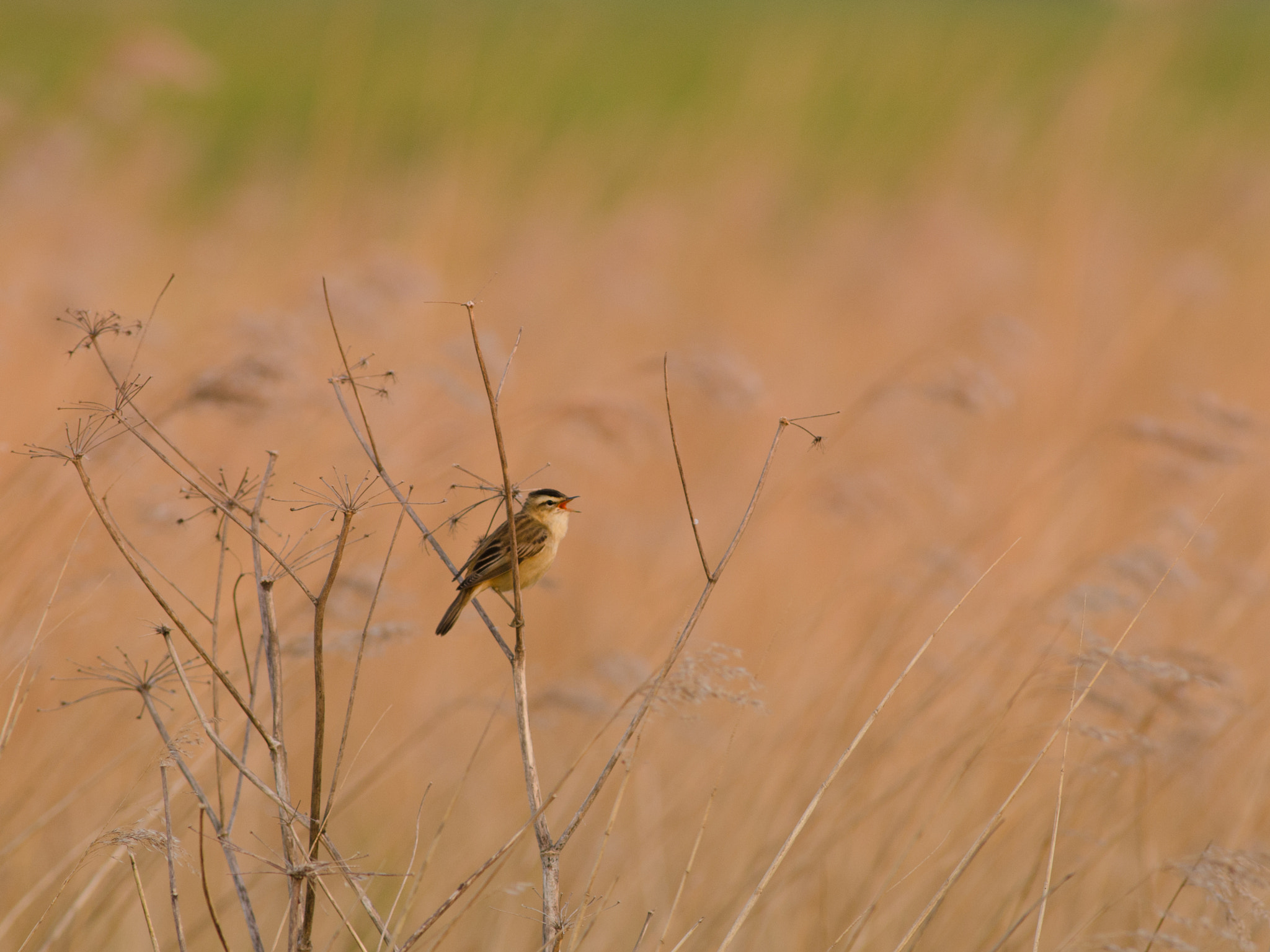 Nikon AF-S Nikkor 300mm F2.8G ED VR II sample photo. Rietzanger photography