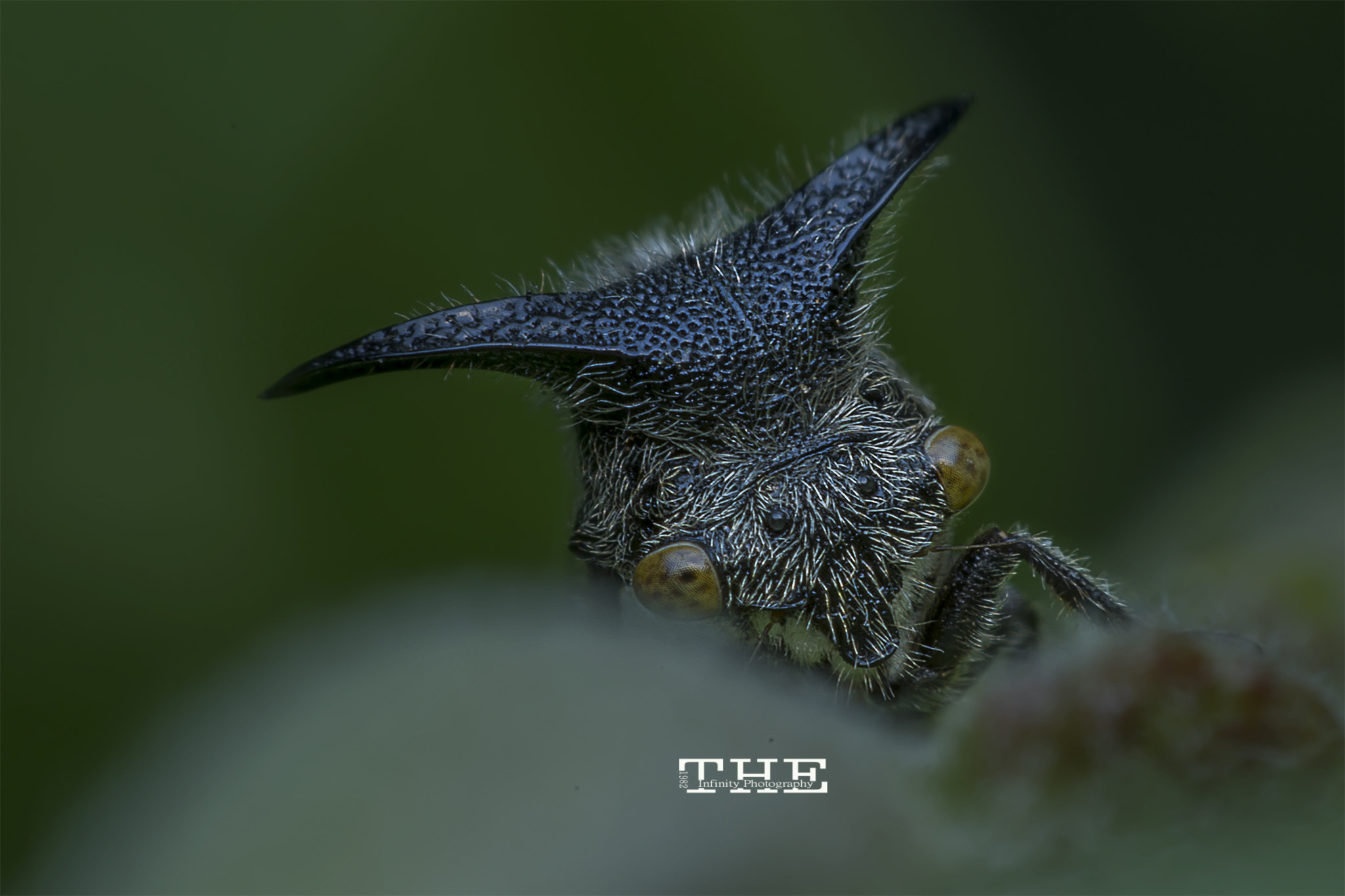 Nikon D800E sample photo. Hello photography