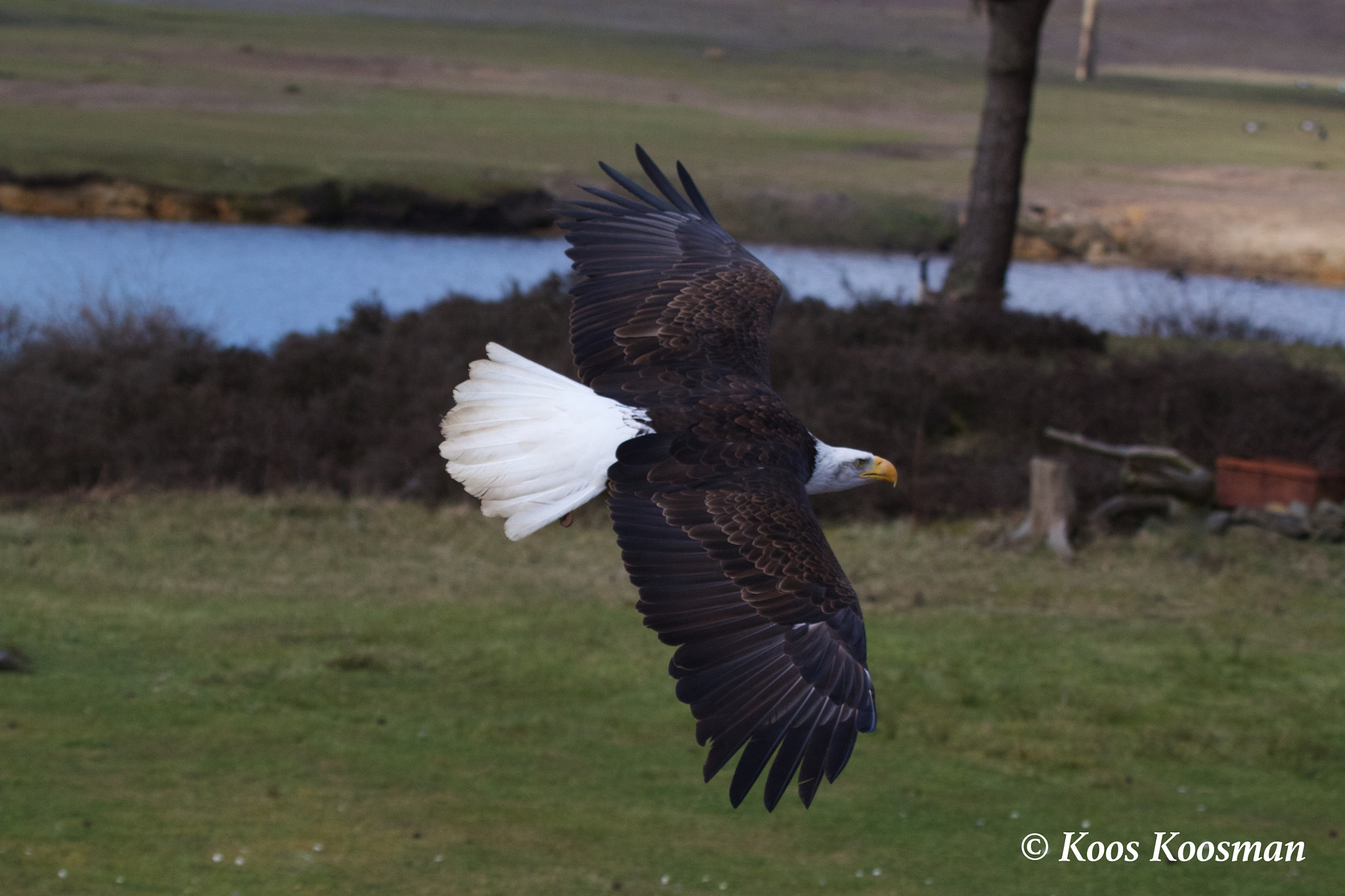 Canon EF 100-400mm F4.5-5.6L IS USM sample photo. Eagle bird of prey photography