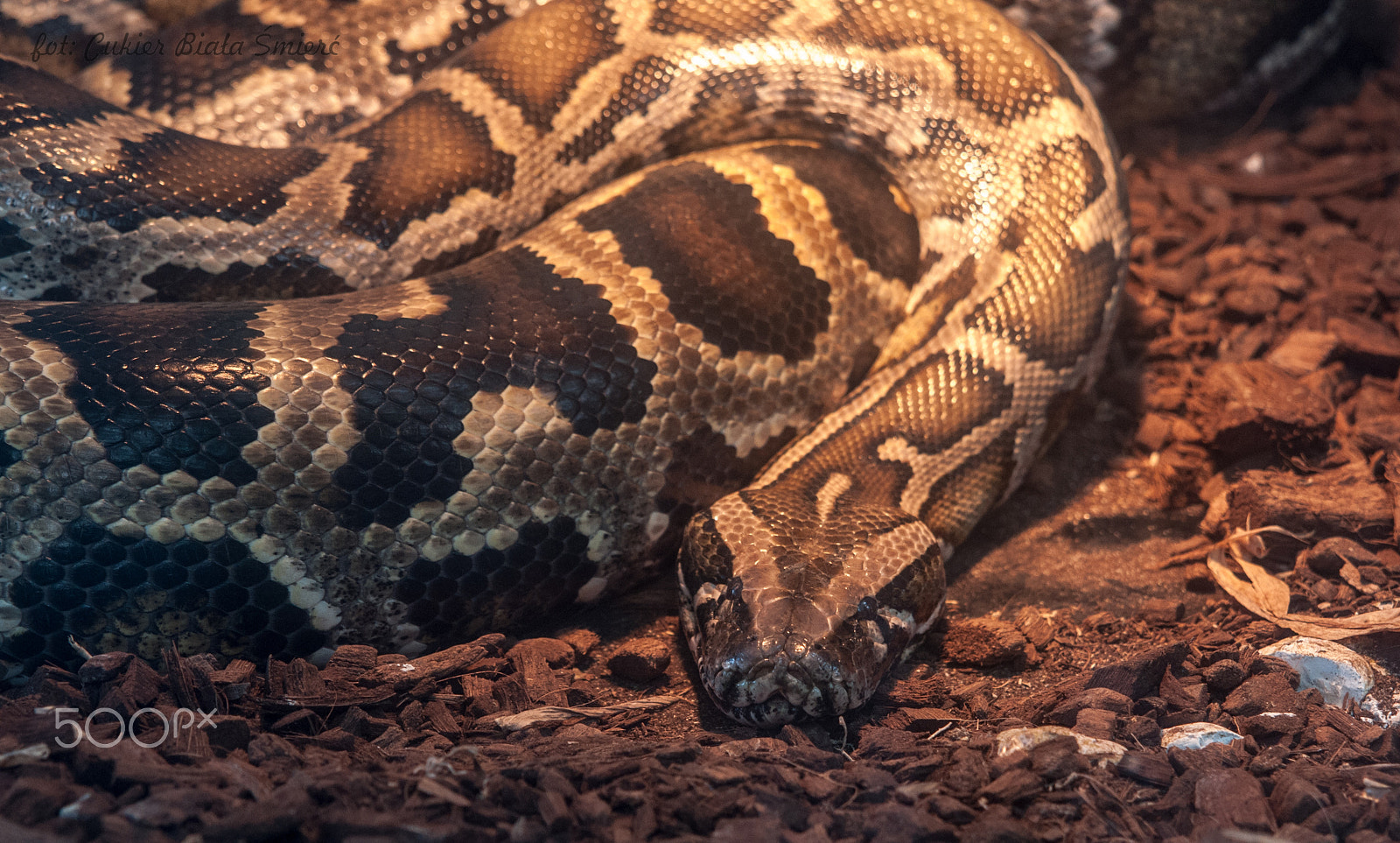 Sony Alpha DSLR-A700 + 24-70mm F2.8 sample photo. Snake photography