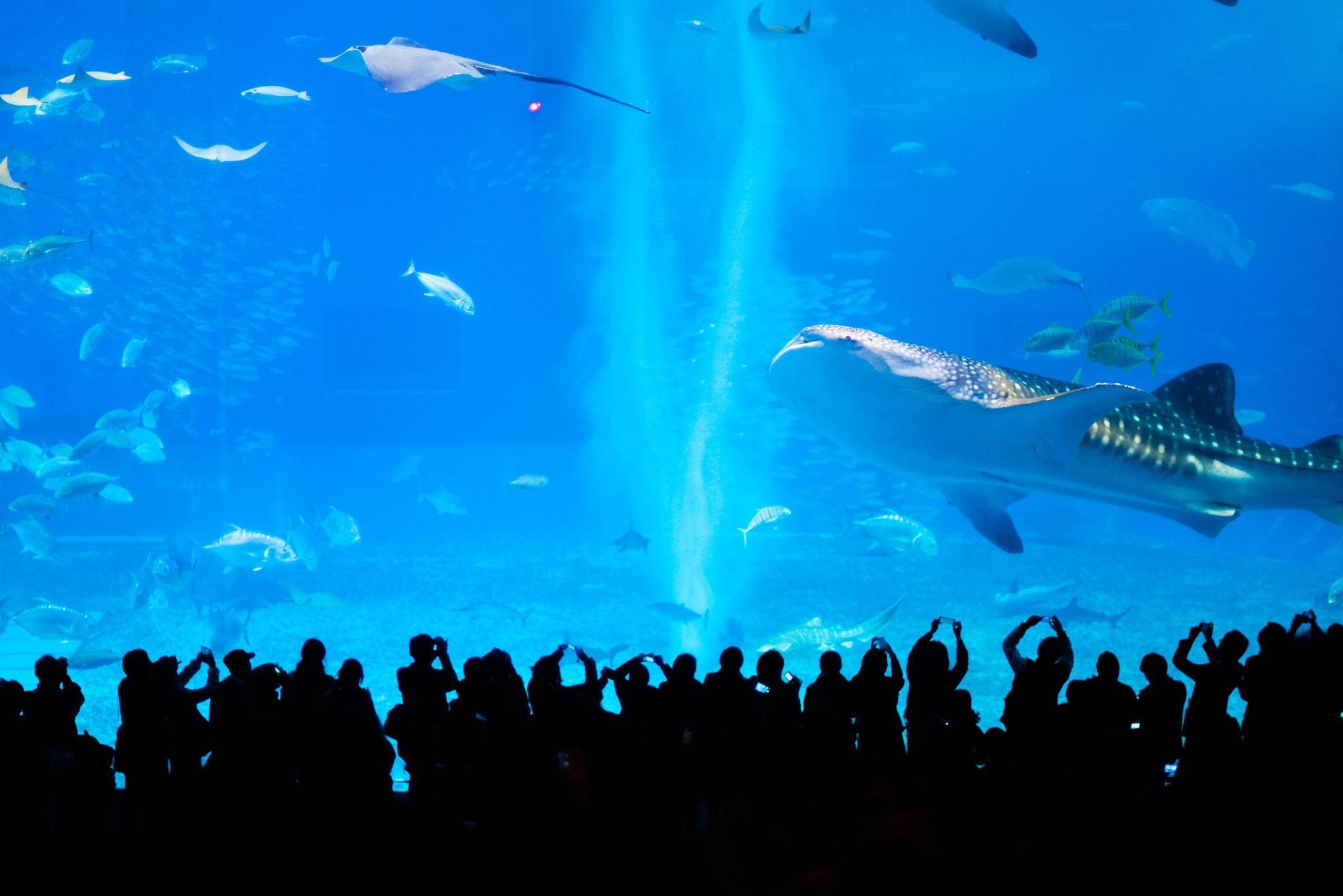 Nikon D750 + AF Nikkor 50mm f/1.4 sample photo. Okinawa churaumi aquarium photography