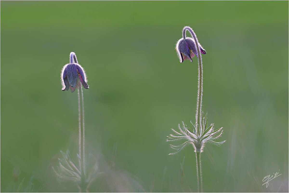 Sigma 150mm F2.8 EX DG OS Macro HSM sample photo. Pulsatilla montana photography