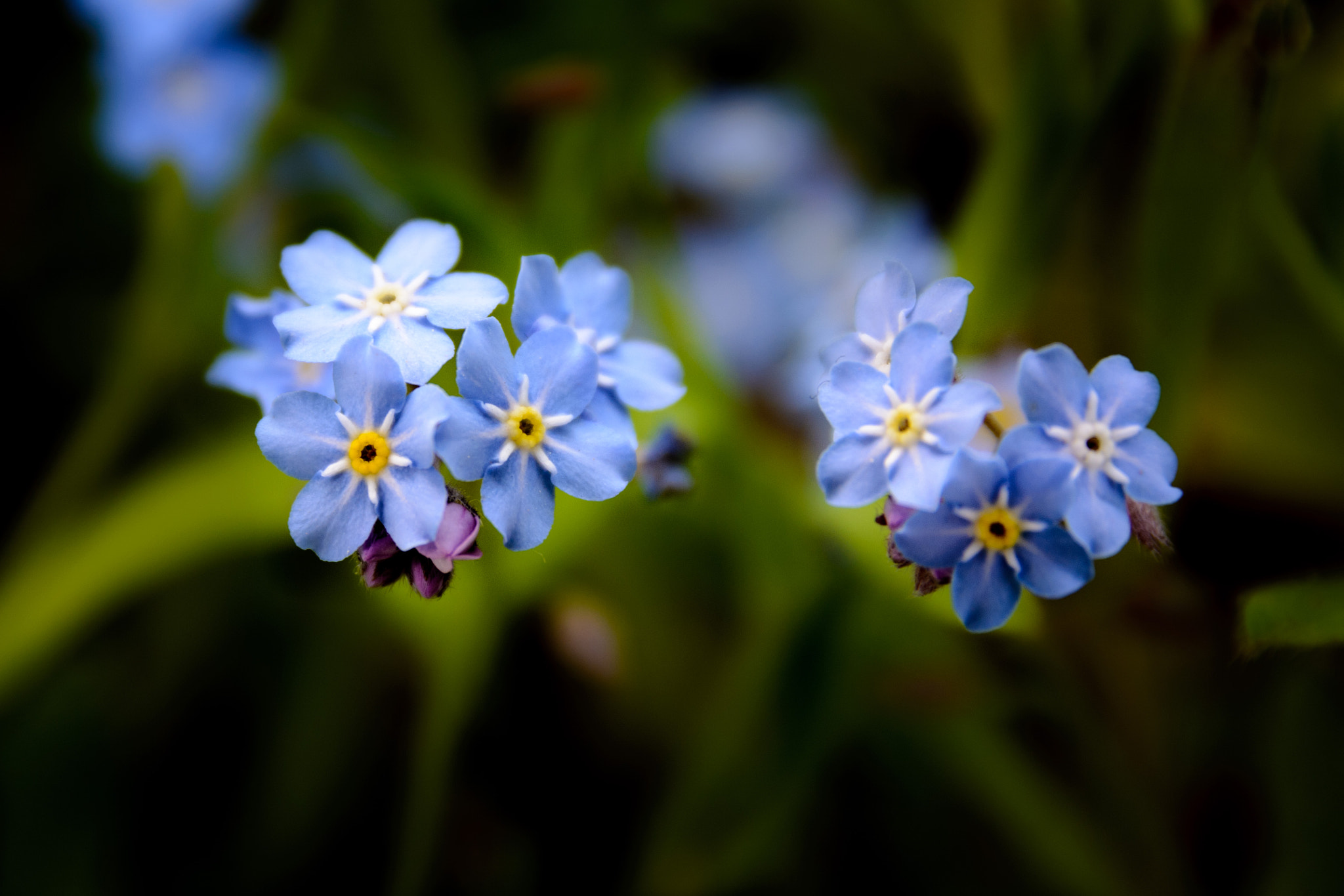 Sigma 17-70mm F2.8-4 DC Macro OS HSM | C sample photo. Blue flowers photography