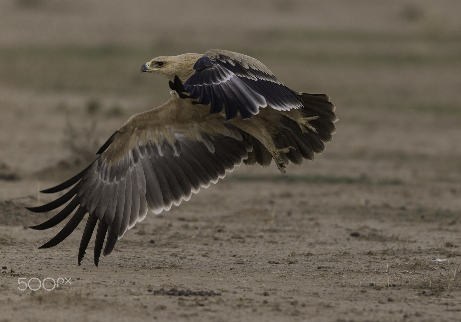 Canon EOS-1D X + Canon EF 600mm f/4L IS sample photo. Tawny eagle photography