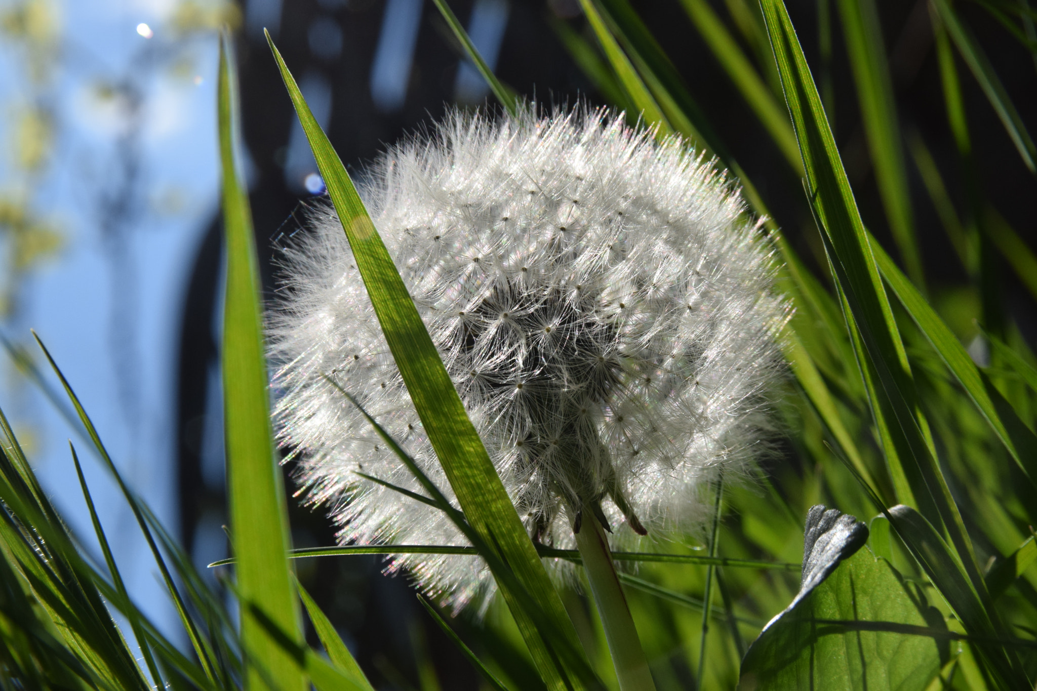 Sigma 17-70mm F2.8-4 DC Macro OS HSM | C sample photo. A fleur photography