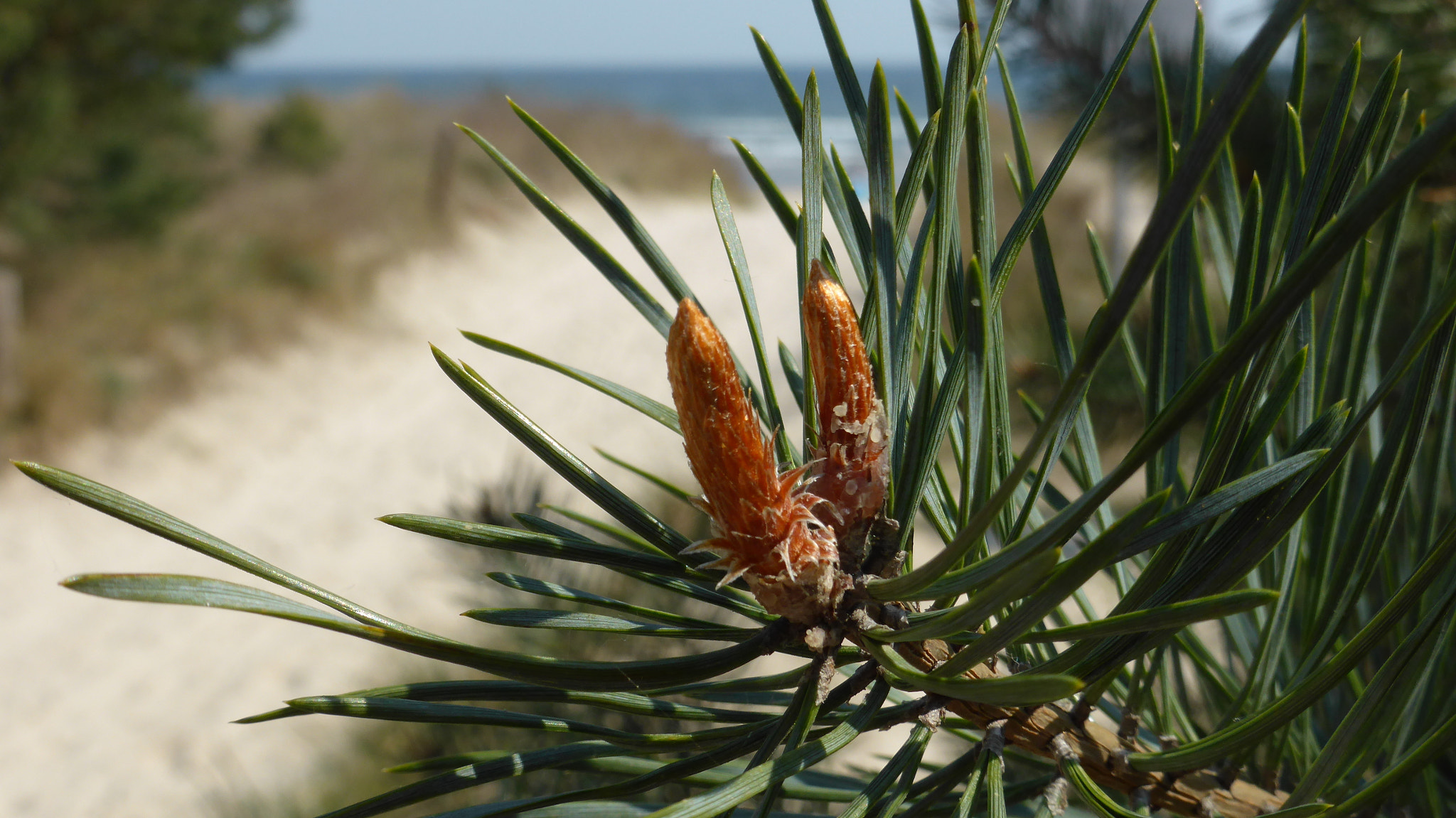 Panasonic DMC-TZ41 sample photo. Ostsee zugang auf usedom photography