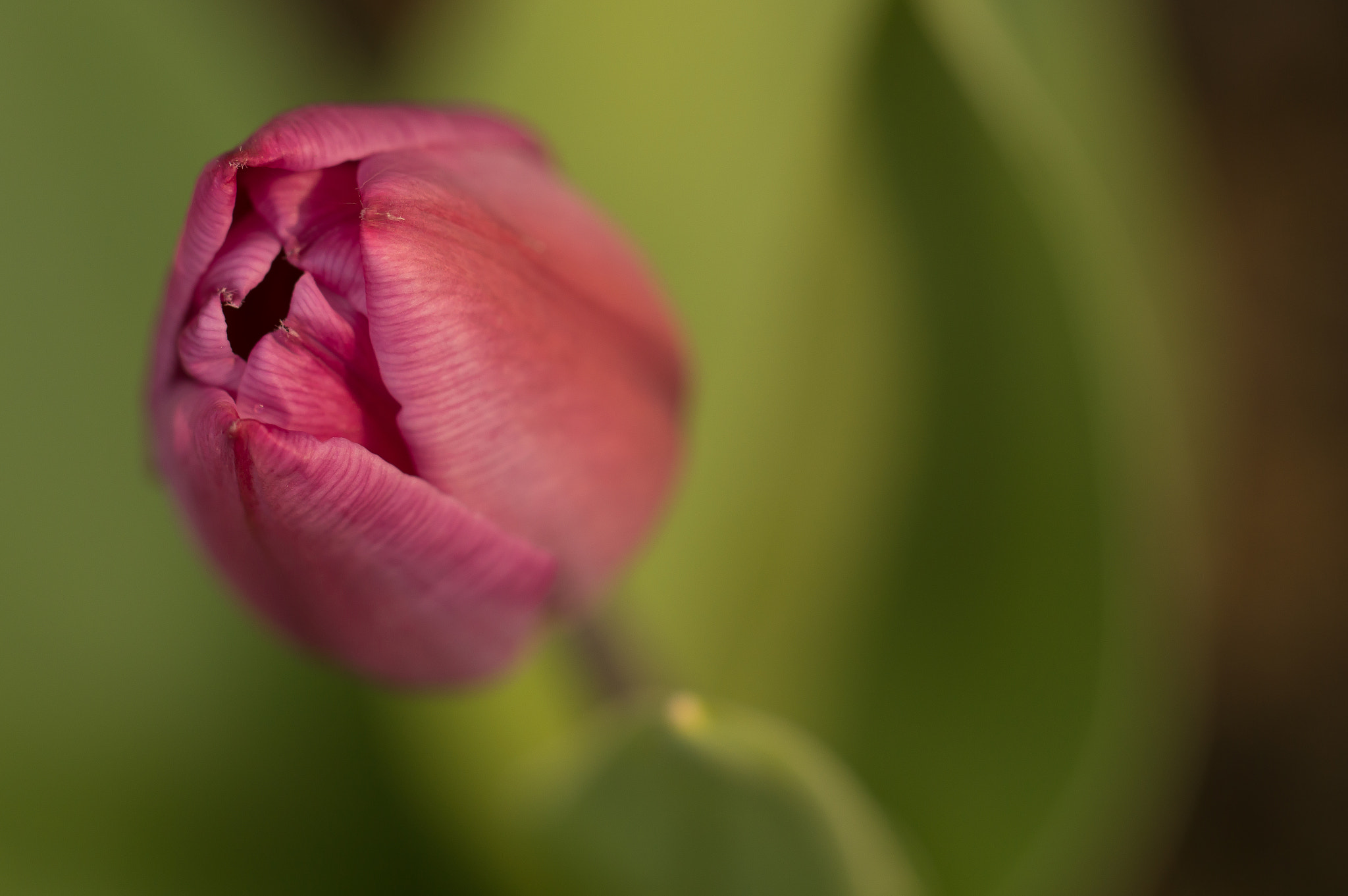 Sony SLT-A65 (SLT-A65V) sample photo. Bloem photography