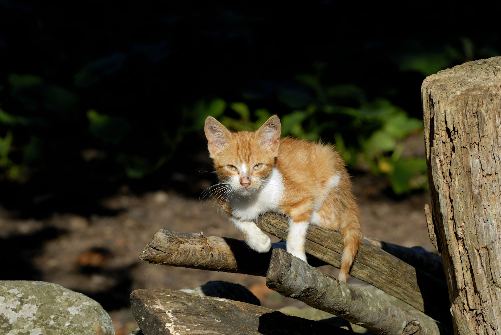 Nikon D200 sample photo. Vega de pas photography