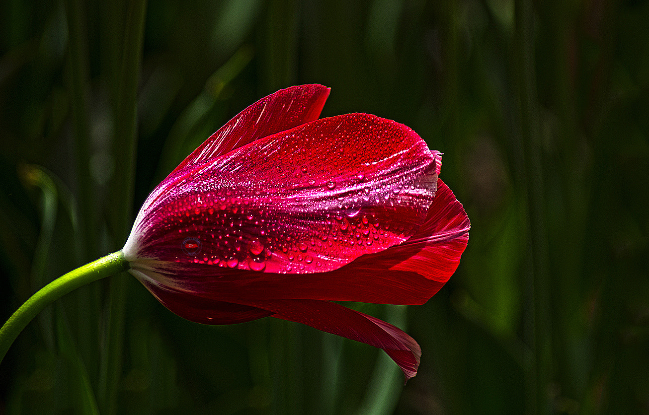 smc PENTAX-FA 100-300mm F4.7-5.8 sample photo. My favorite color photography