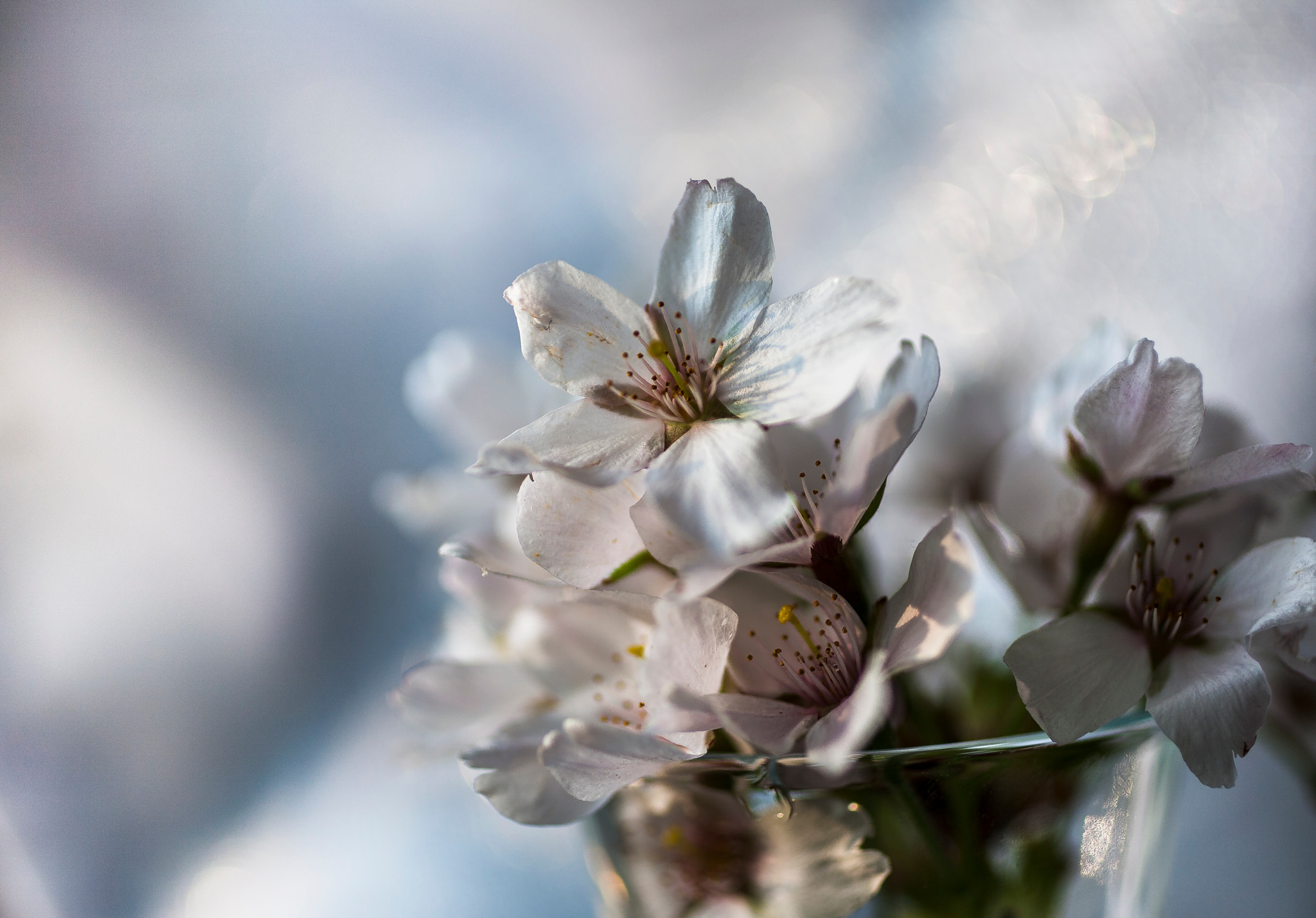 Canon EOS 5D + Canon EF 50mm F2.5 Macro sample photo. Spring photography