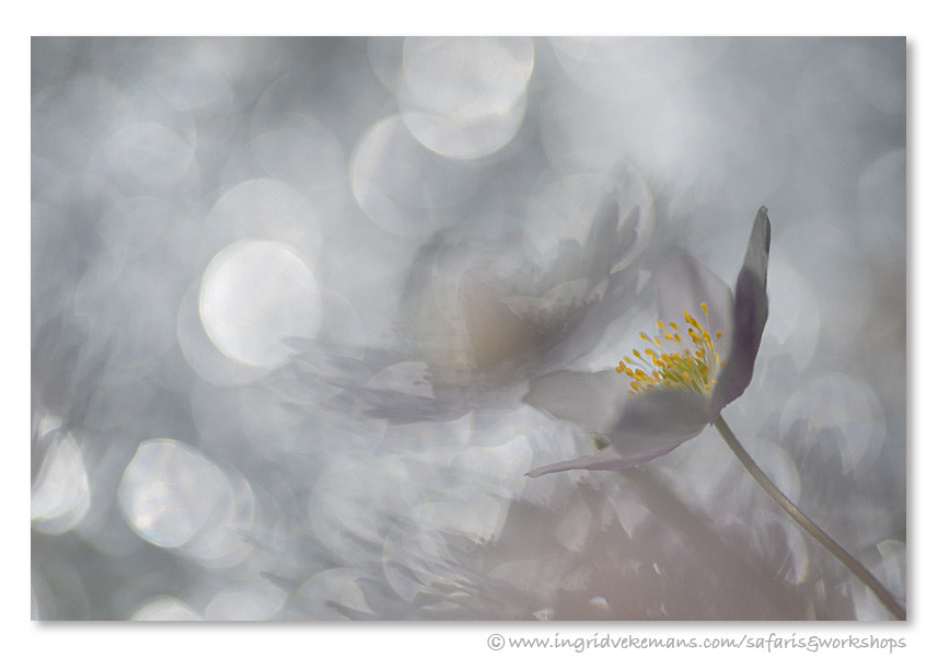 Nikon D800E sample photo. Anemone fever photography