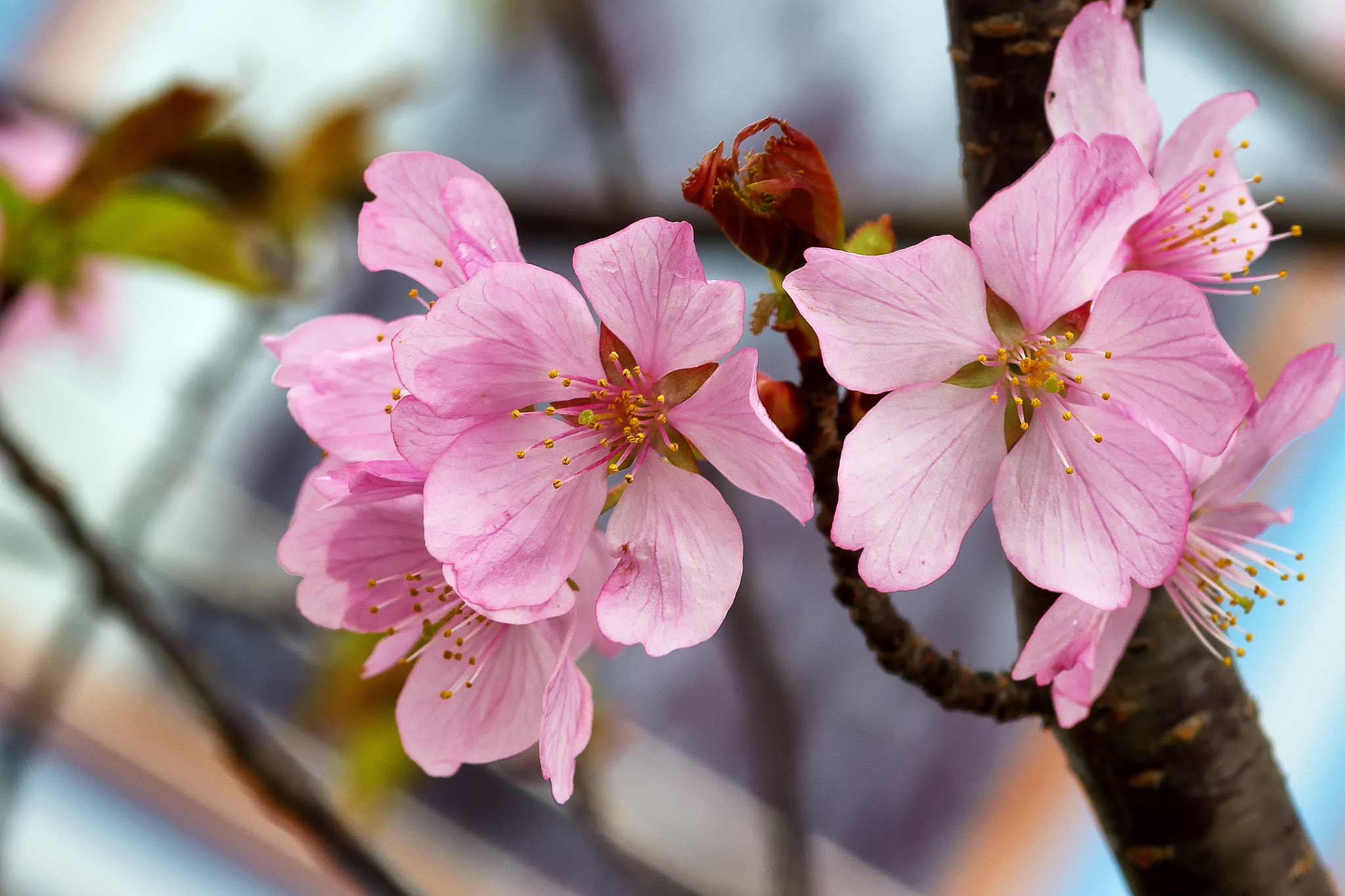 Canon EOS 6D + ZEISS Milvus 100mm F2 Macro sample photo. Blumen photography