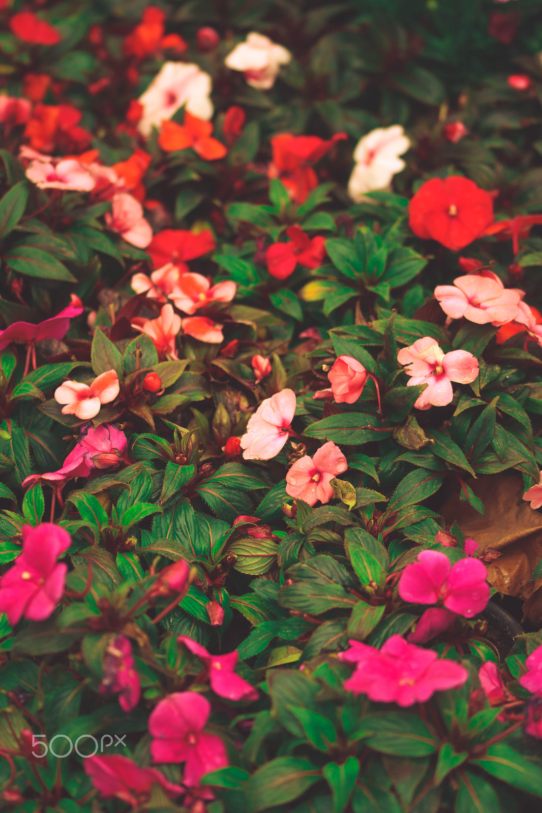 Sigma 105mm F2.8 EX DG OS HSM sample photo. Royal garden photography