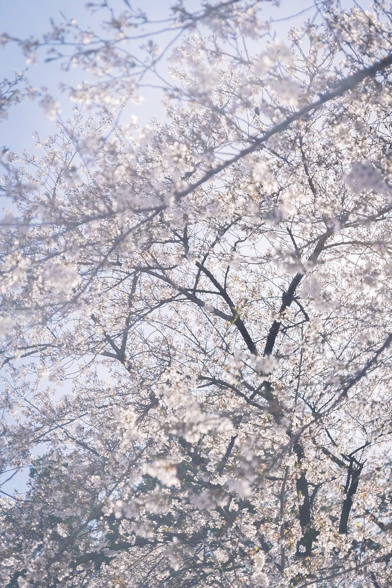 E 32mm F1.8 sample photo. End of spring photography