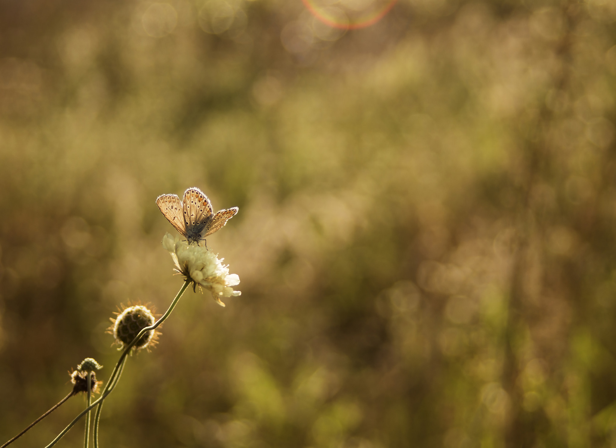 Sony SLT-A58 + Minolta AF 35-70mm F3.5-4.5 [II] sample photo. Butterfly ii. photography