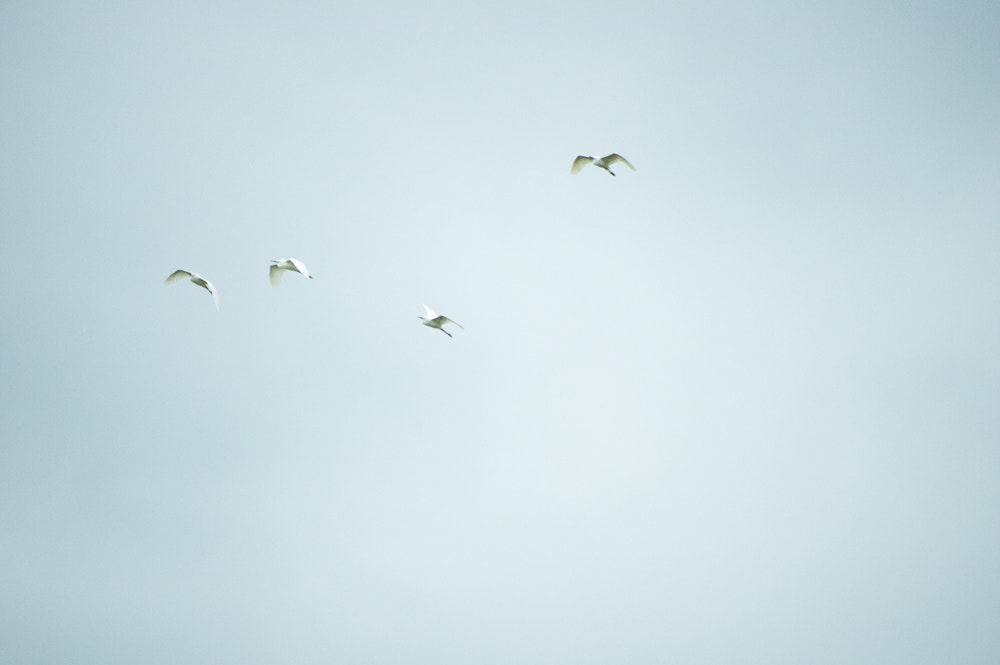 Pentax smc DA 50-200mm F4-5.6 ED WR sample photo