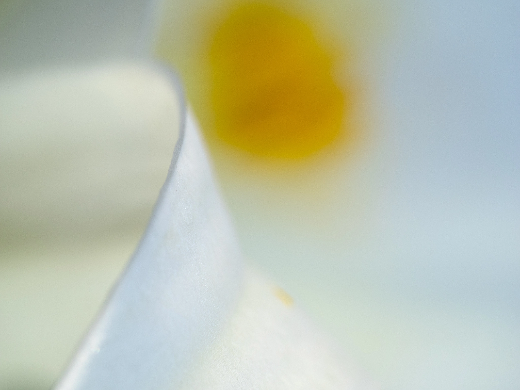 Panasonic Leica DG Macro-Elmarit 45mm F2.8 ASPH OIS sample photo. Sun kissed photography