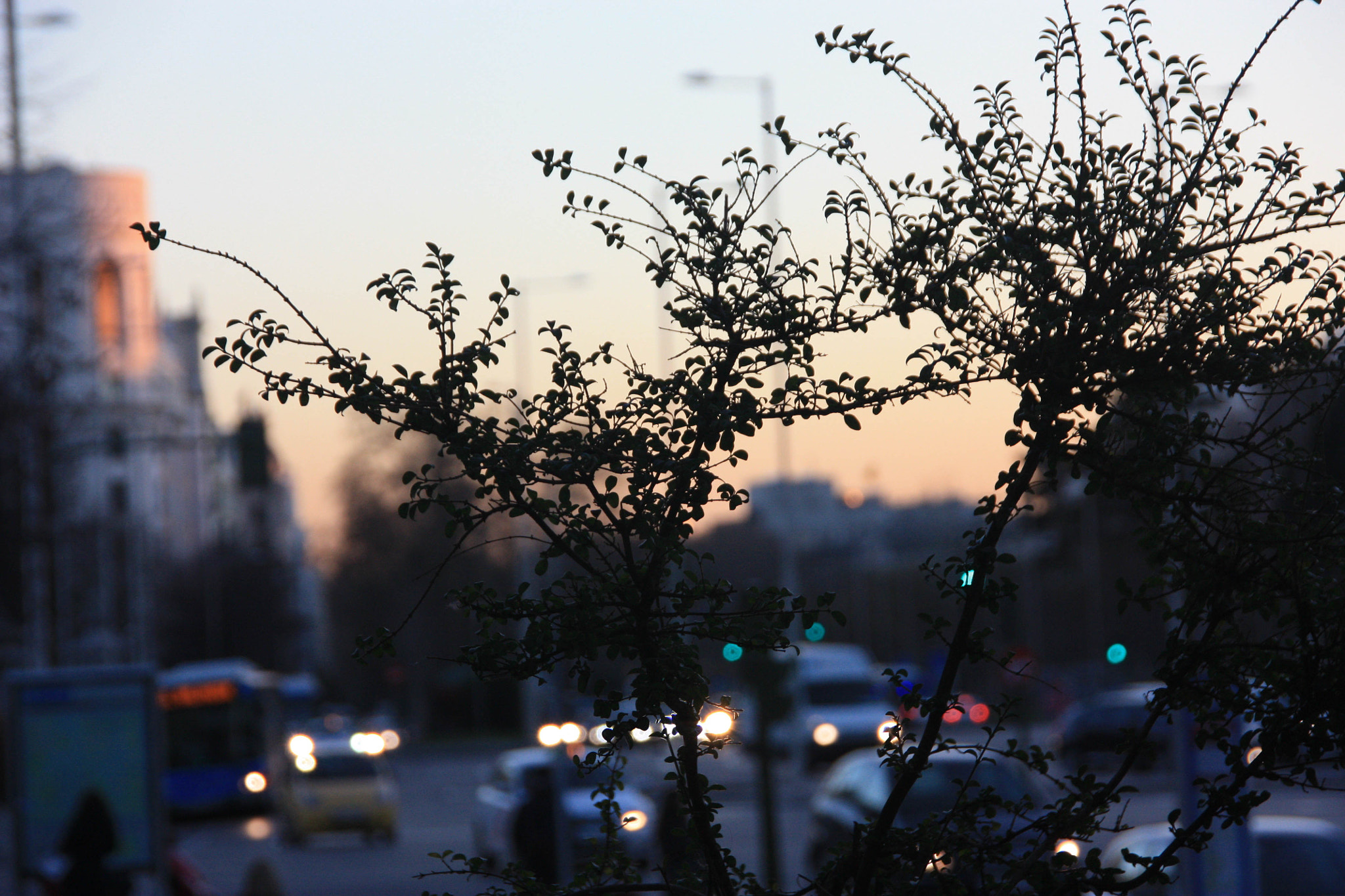 Canon EOS 450D (EOS Rebel XSi / EOS Kiss X2) sample photo. A bush in the city photography