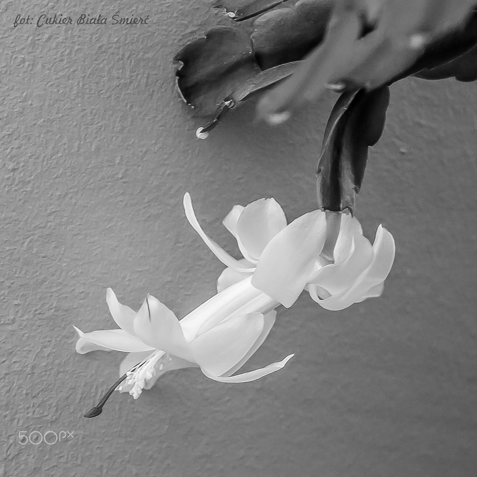 Sony Alpha DSLR-A700 + 24-70mm F2.8 sample photo. Flower photography