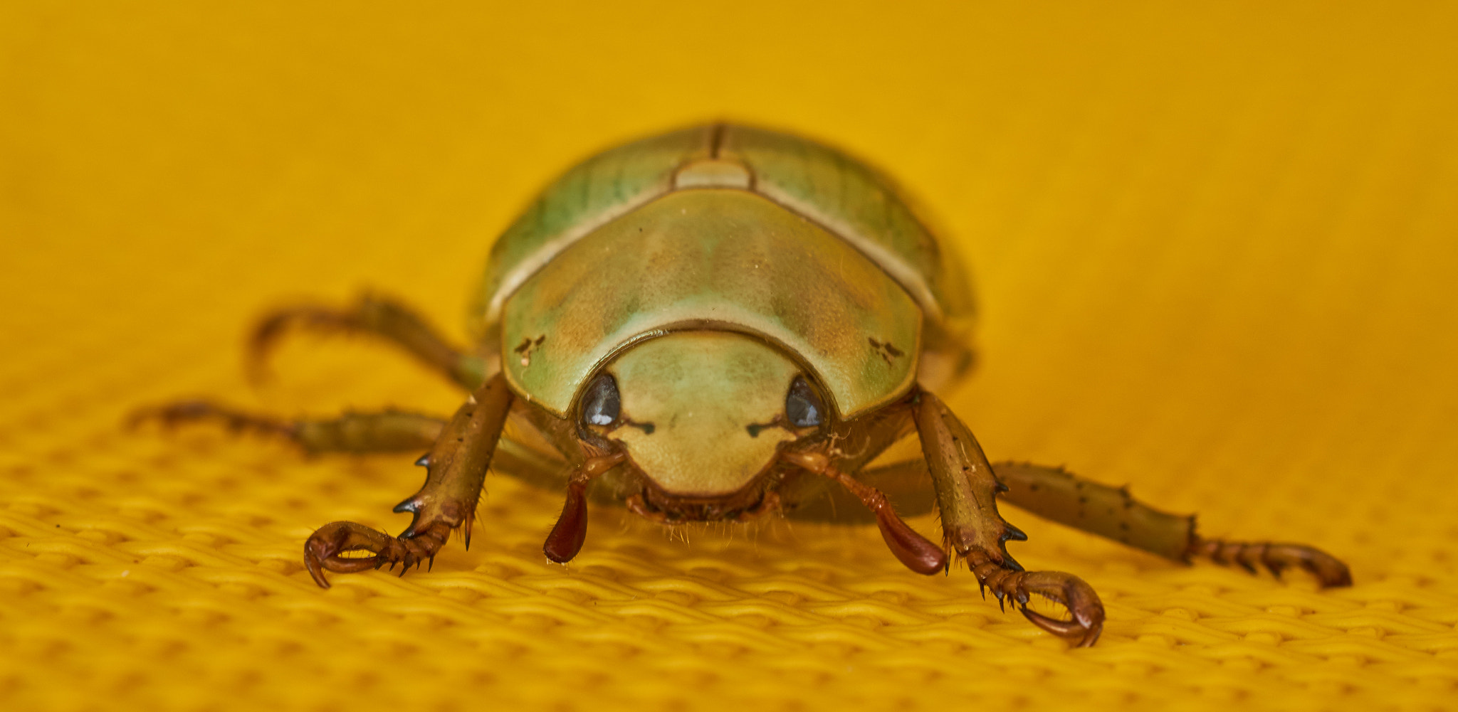 Sony SLT-A58 + MACRO 50mm F2.8 sample photo. Warm beetle  photography