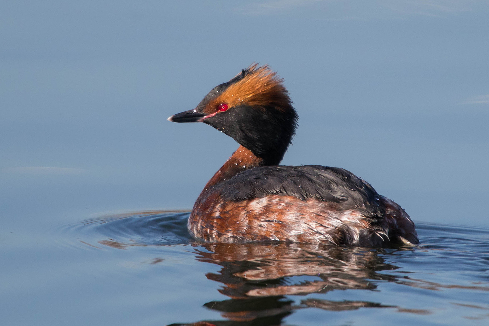 Canon EOS 80D + Canon EF 100-400mm F4.5-5.6L IS USM sample photo. Horned grebe photography