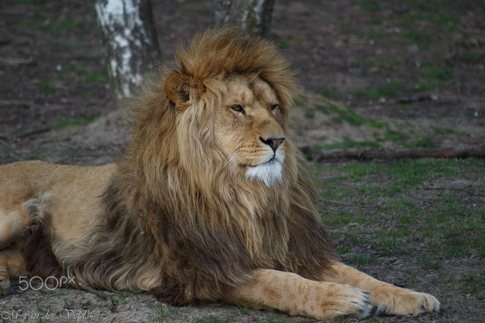 Canon EF 35-350mm F3.5-5.6L USM sample photo. King of the world photography