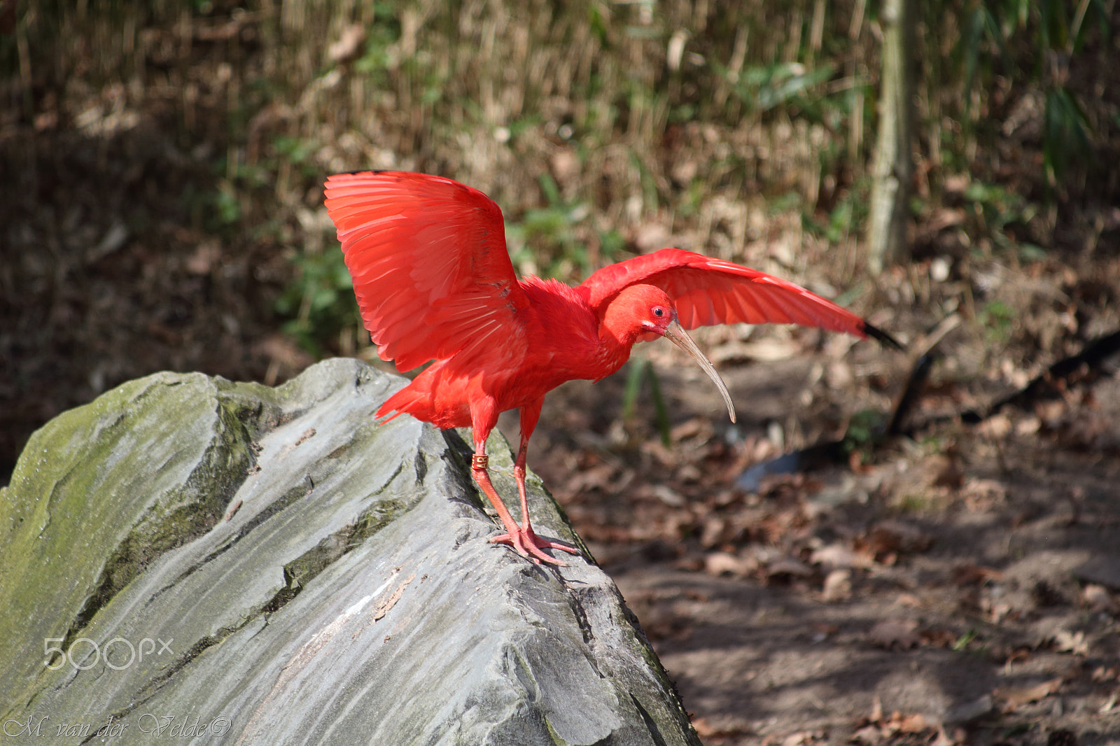 Canon EF 35-350mm F3.5-5.6L USM sample photo. Red wings photography