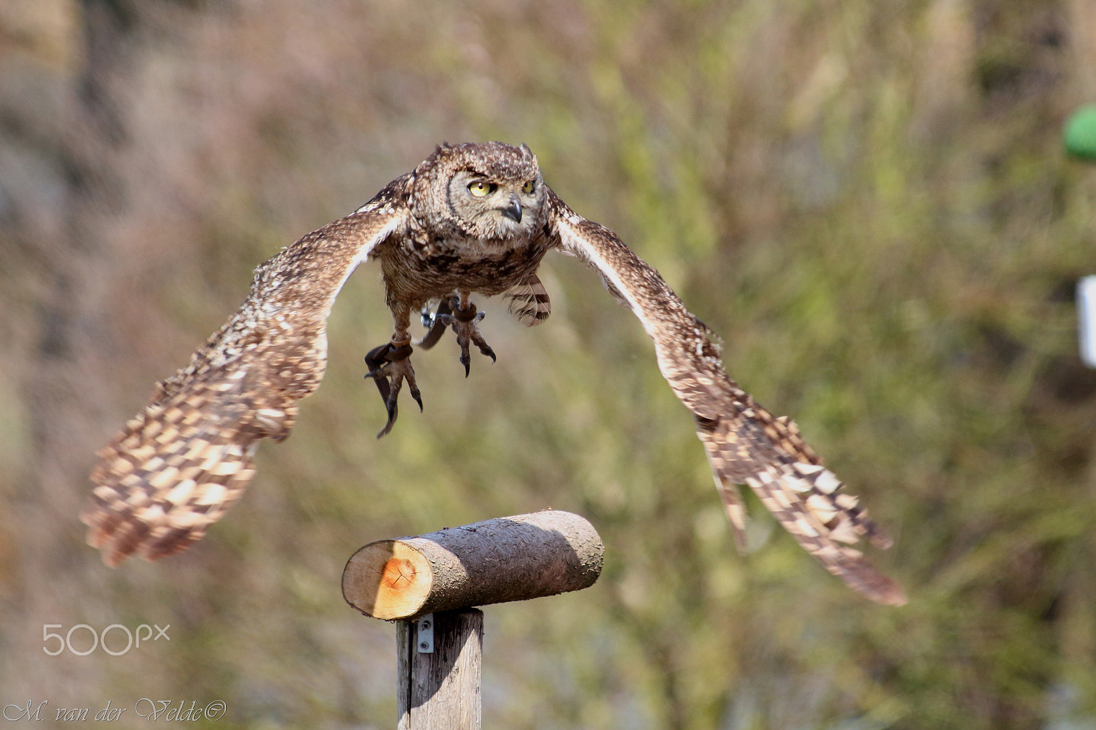 Canon EF 35-350mm F3.5-5.6L USM sample photo. Owl ready for the hunt photography