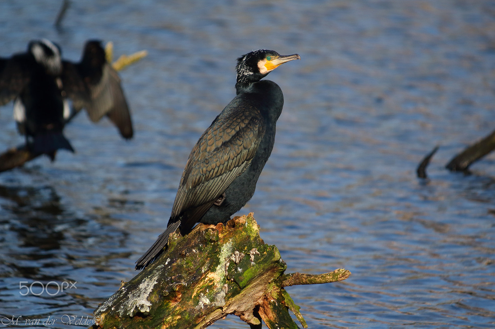 Canon EF 35-350mm F3.5-5.6L USM sample photo. Great fisherman cormorant photography