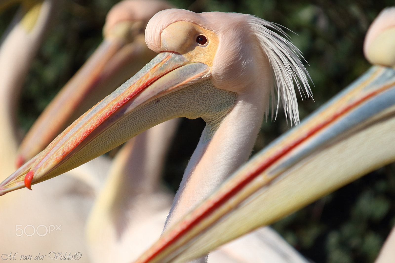 Canon EF 35-350mm F3.5-5.6L USM sample photo. Modelling pelican photography