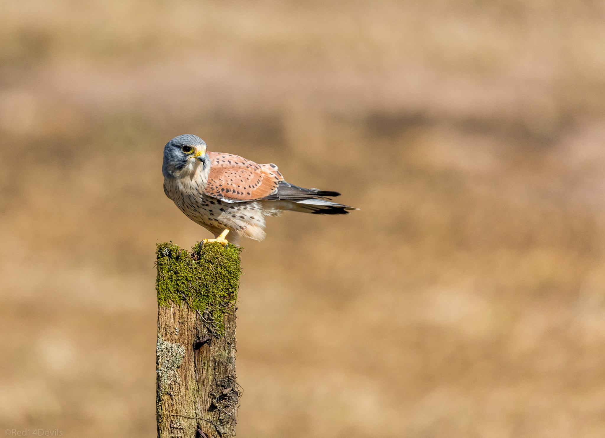 Canon EF 100-400mm F4.5-5.6L IS II USM sample photo. Common kestrel photography