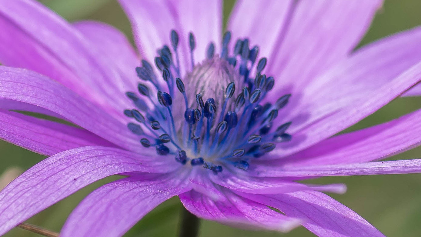 Pentax K-500 sample photo. Inside the flower photography