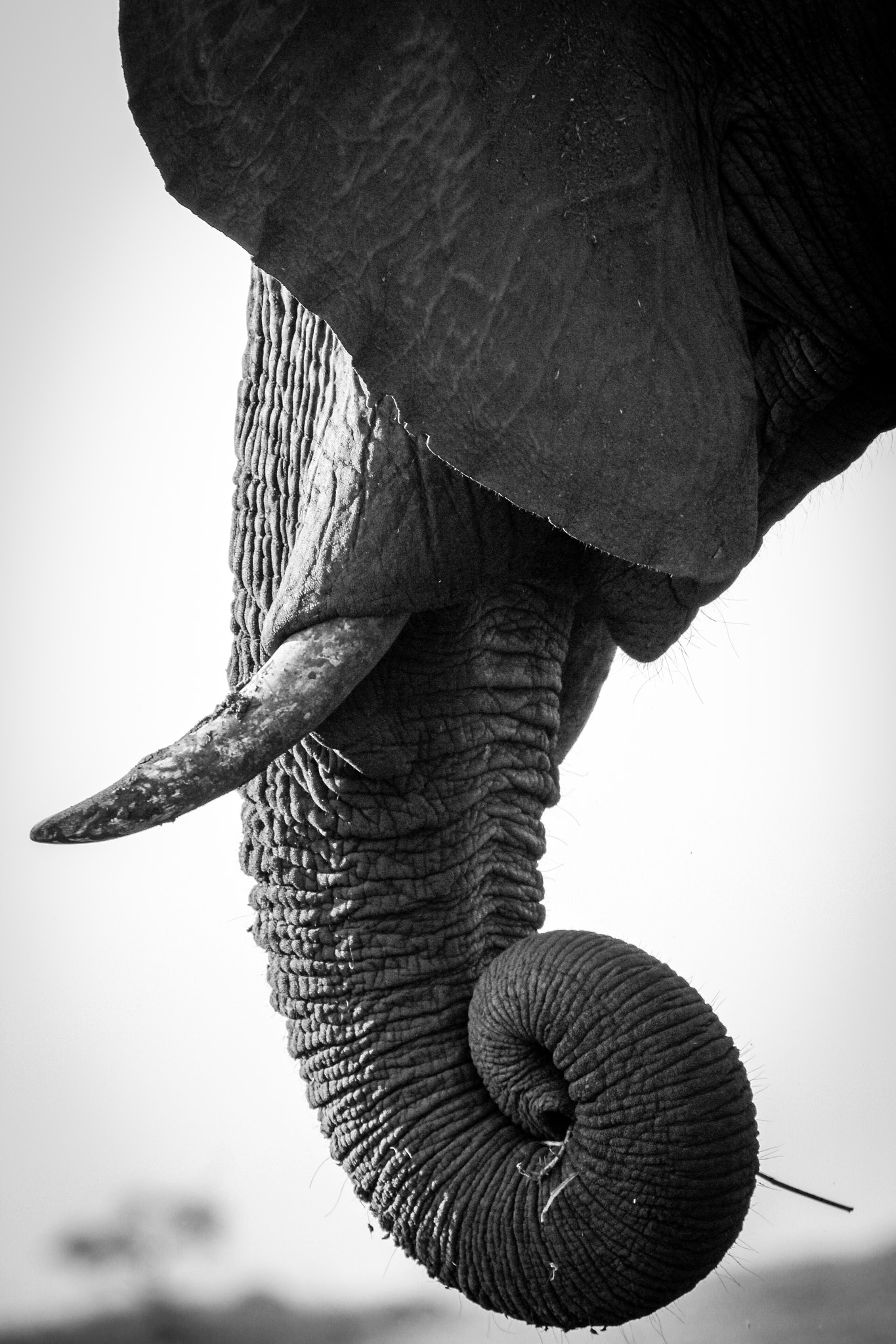 Canon EF 100-400mm F4.5-5.6L IS USM sample photo. Elephant close-up photography