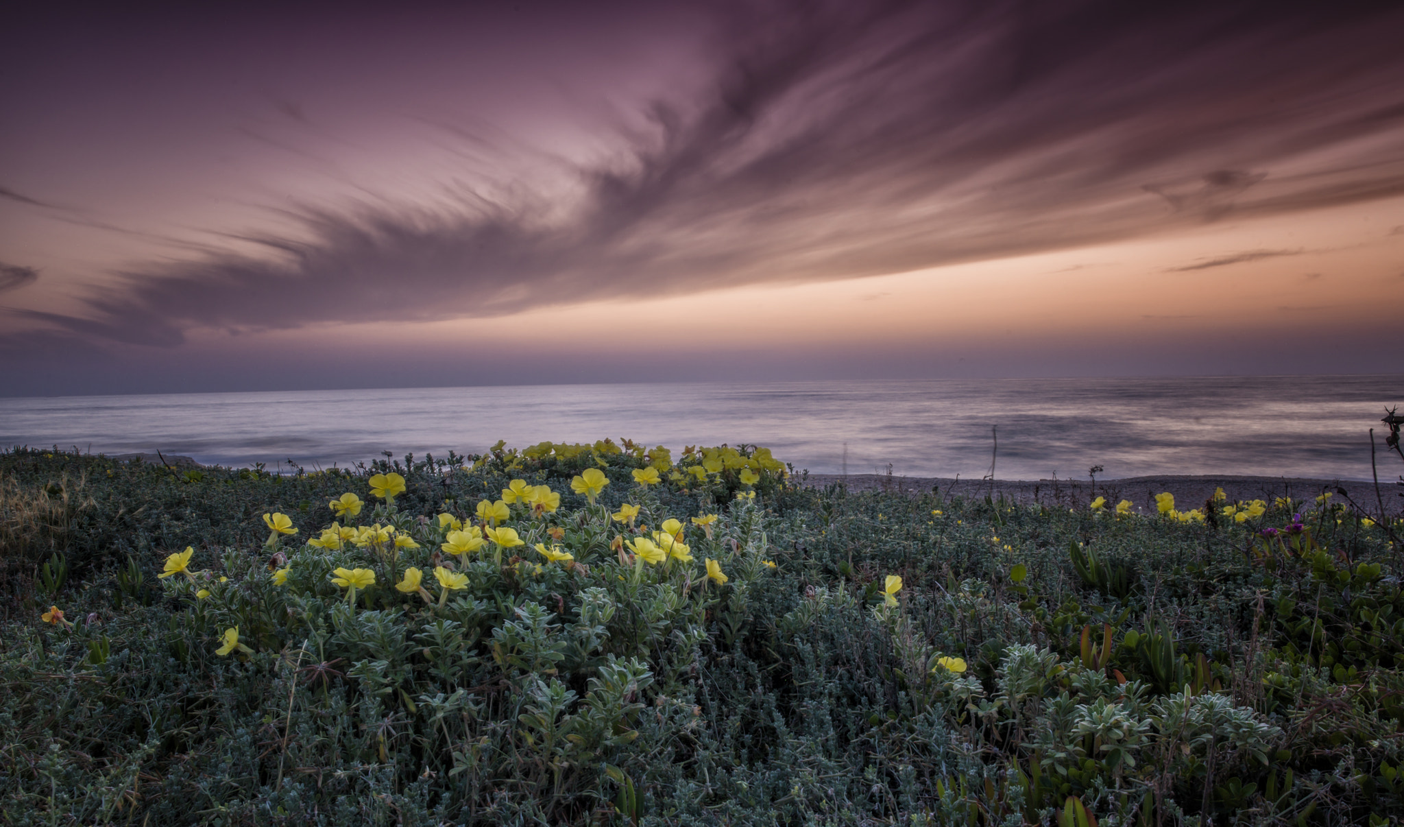 Hasselblad H4D + HC 35 sample photo. Sunset flowers photography