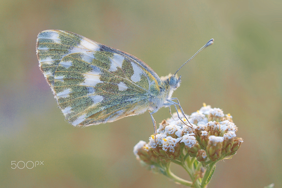 Olympus E-520 (EVOLT E-520) + OLYMPUS 35mm Lens sample photo. Pontia edusa (fabricius, 1777) photography