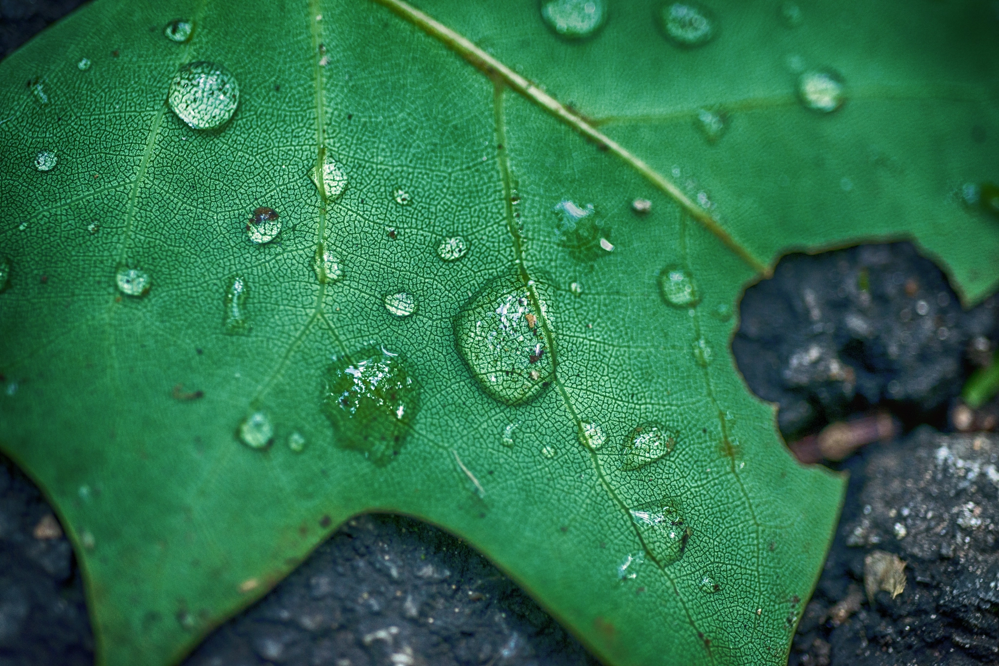 Nikon D800 + AF Micro-Nikkor 60mm f/2.8 sample photo. Dewey leaf photography