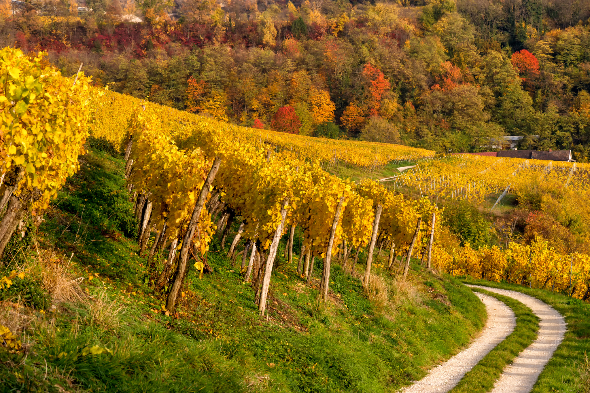 Sony a99 II + Minolta AF 100mm F2.8 Macro [New] sample photo. Autumn in the vinyard photography