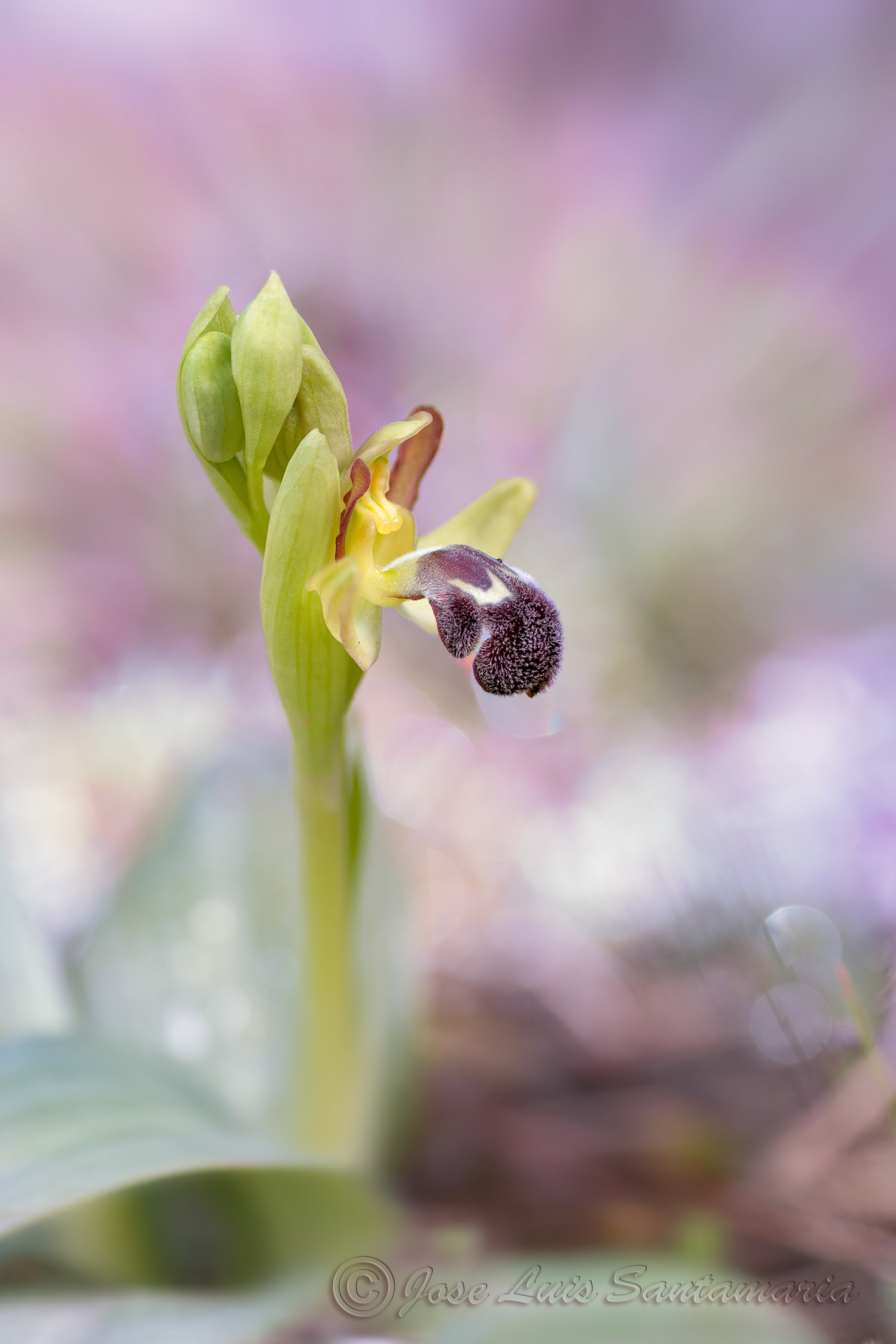 Nikon D300S sample photo. Ophrys dyris photography