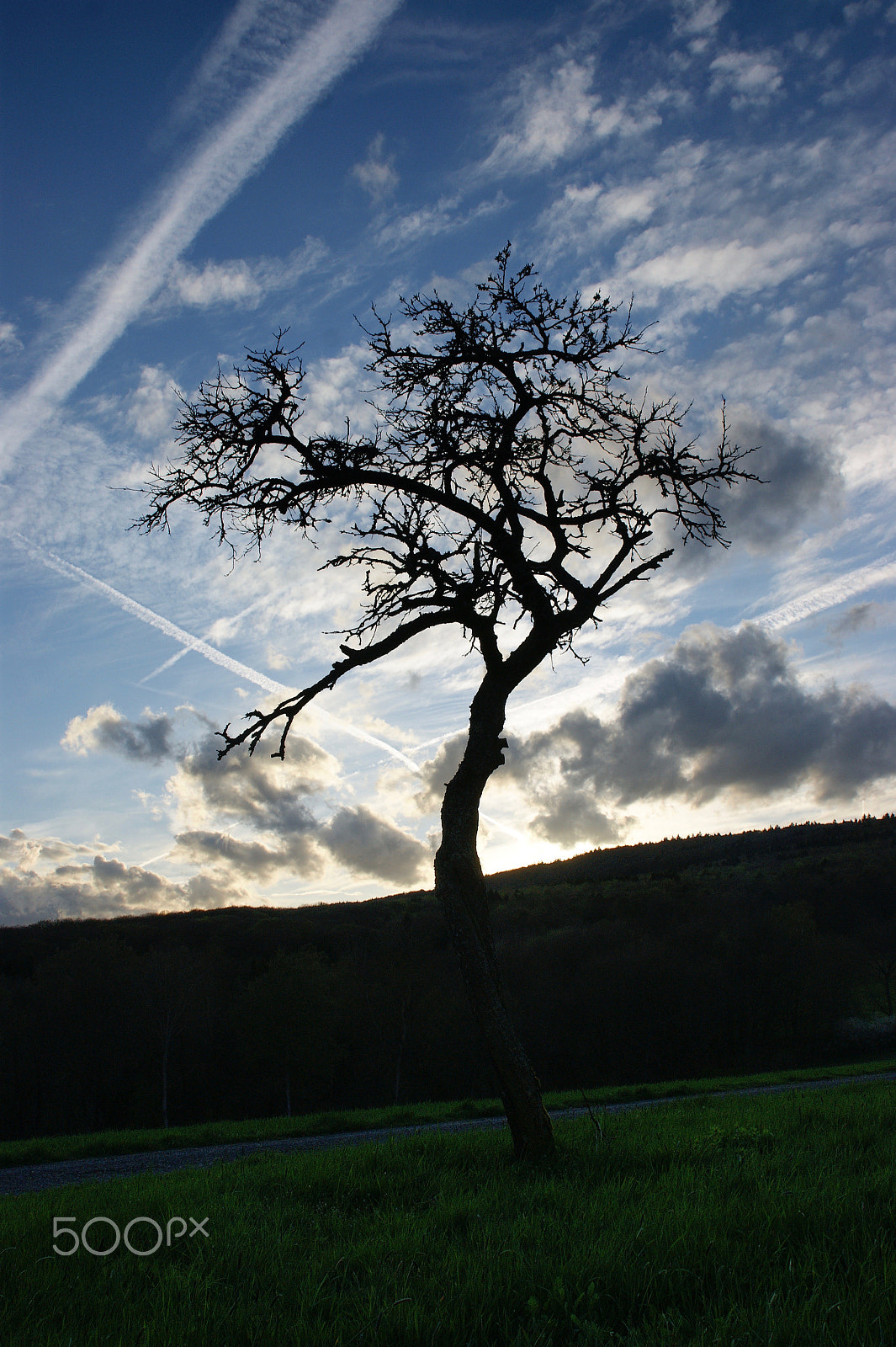 Sony Alpha DSLR-A290 + Sony DT 16-50mm F2.8 SSM sample photo. In the valley of old companions photography