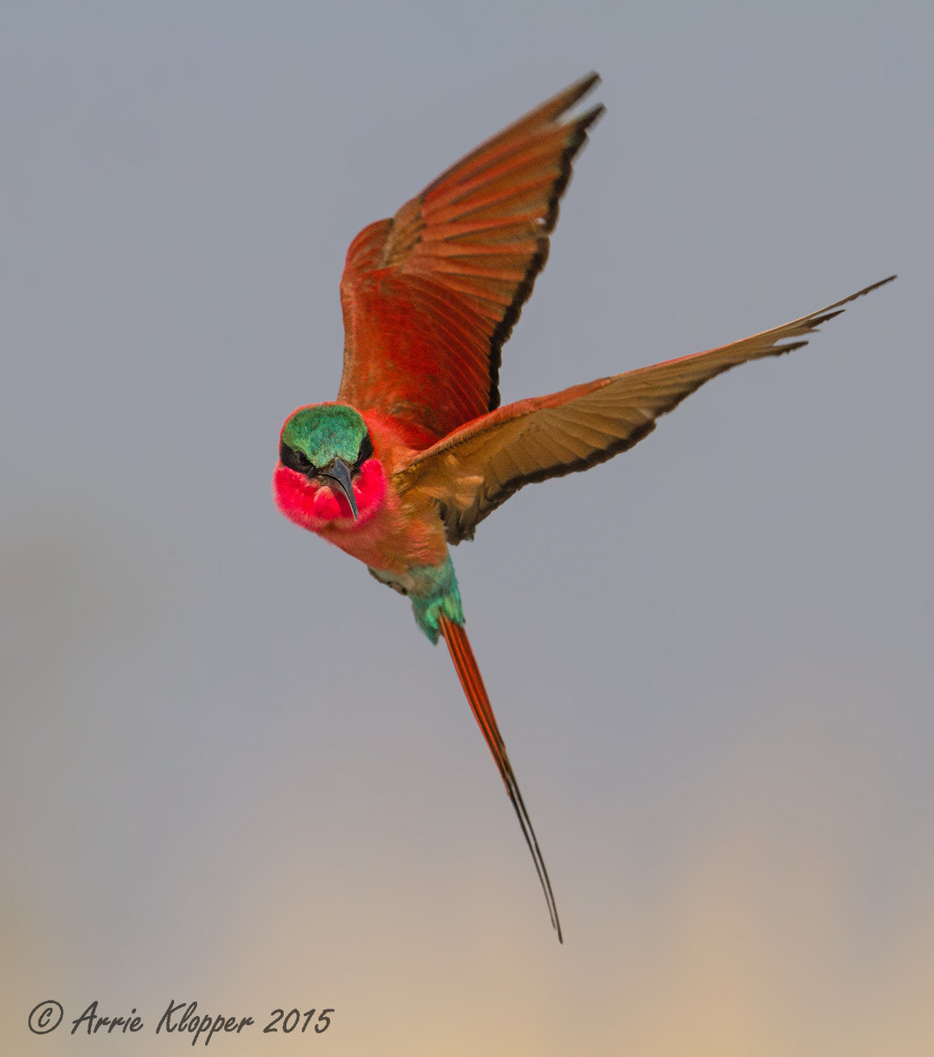 Canon EOS 7D + Canon EF 600mm F4L IS II USM sample photo. Angry carmine bee-eater. photography