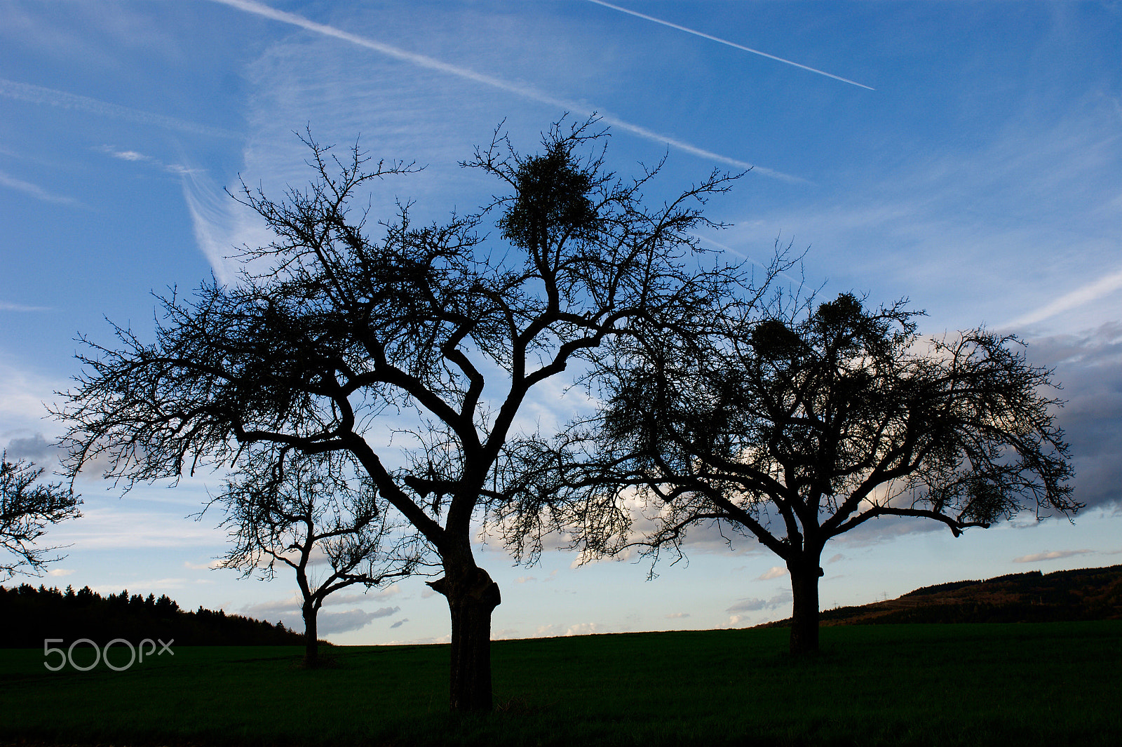 Sony Alpha DSLR-A290 + Sony DT 16-50mm F2.8 SSM sample photo. In the valley of old companions photography