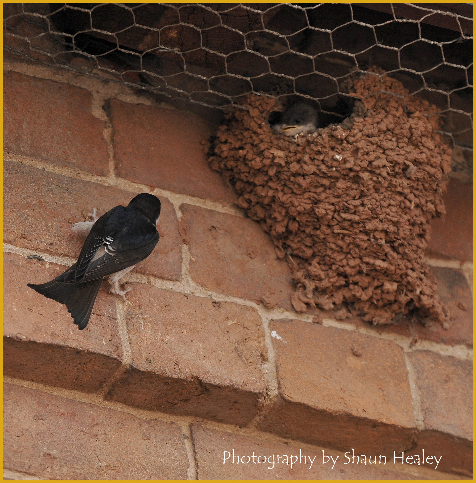 AF-S Zoom-Nikkor 80-200mm f/2.8D IF-ED sample photo. Seh_1336.jpg photography